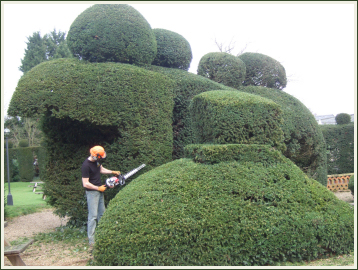 Hedge Reduction and Trimming image 2067556265