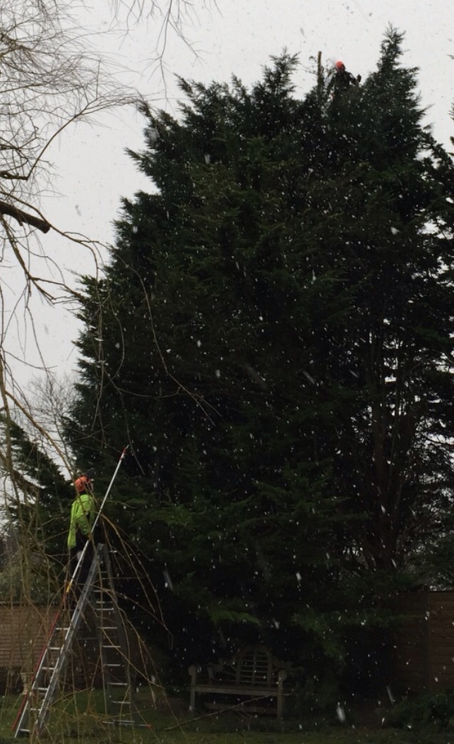 treefellasuk tree surgery Ipswich Suffolk Image treefellasuk tree surgery Ipswich Suffolk Image