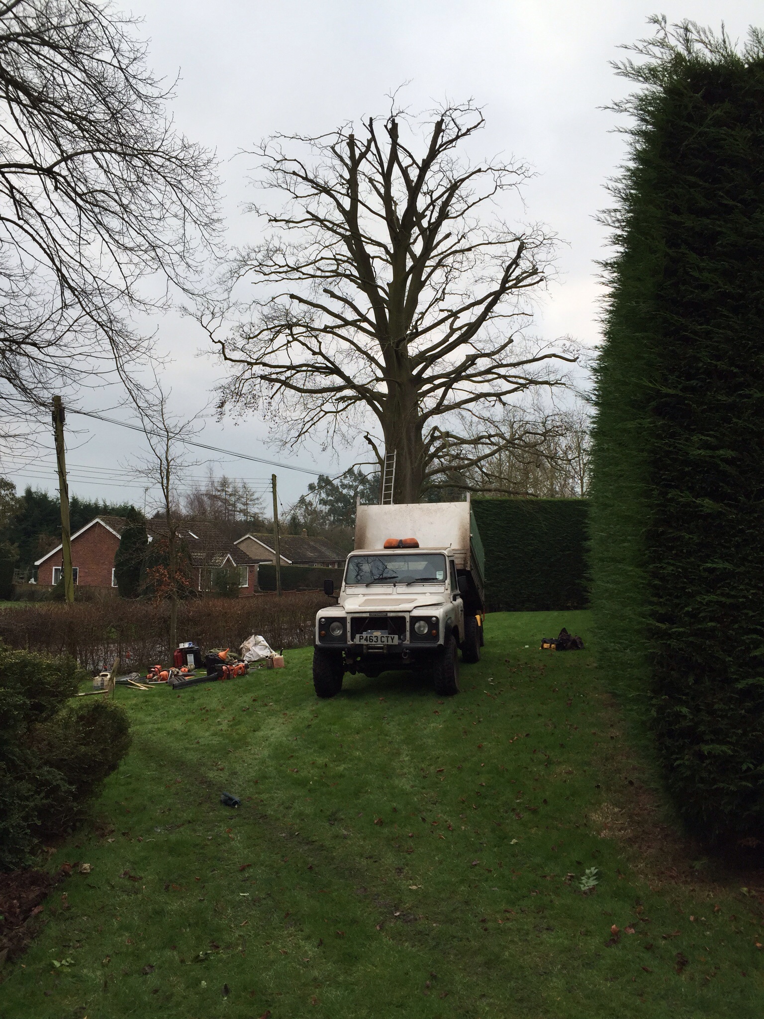 Treefellas tree surgery Laxfield. Sectionaly dismantling dead beech Image Treefellas tree surgery Laxfield. Sectionaly dismantling dead beech Image