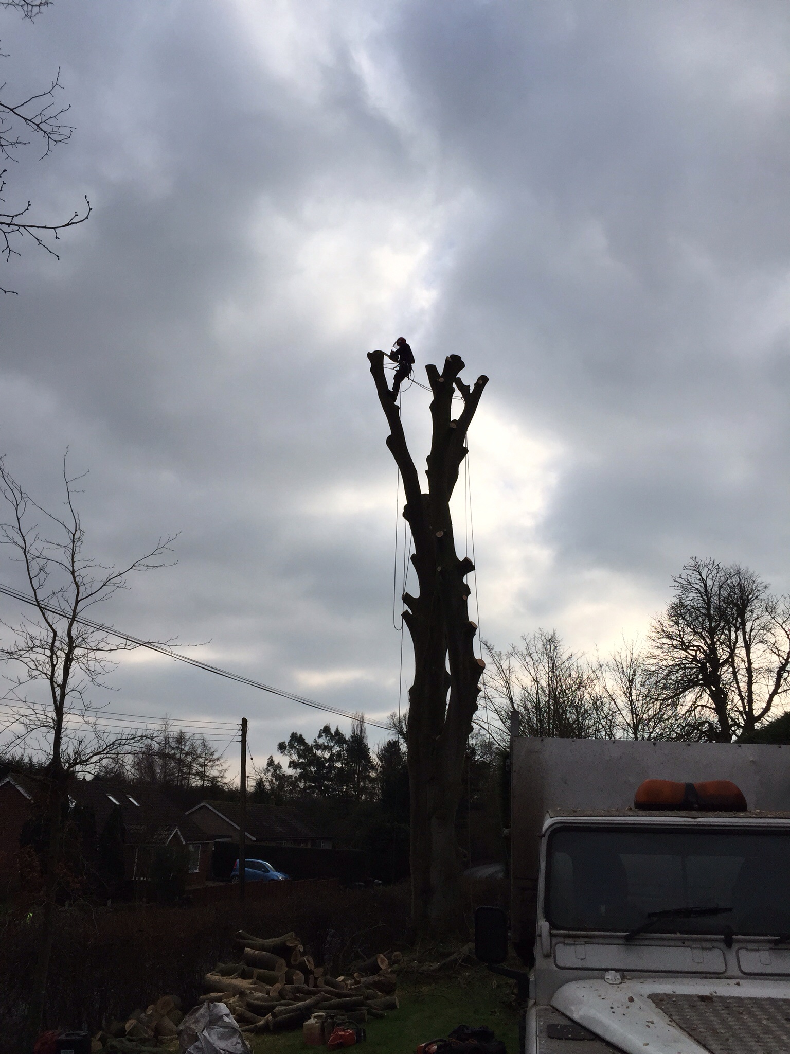 Treefellas tree surgery Laxfield. Sectionaly dismantling dead beech Image Treefellas tree surgery Laxfield. Sectionaly dismantling dead beech Image
