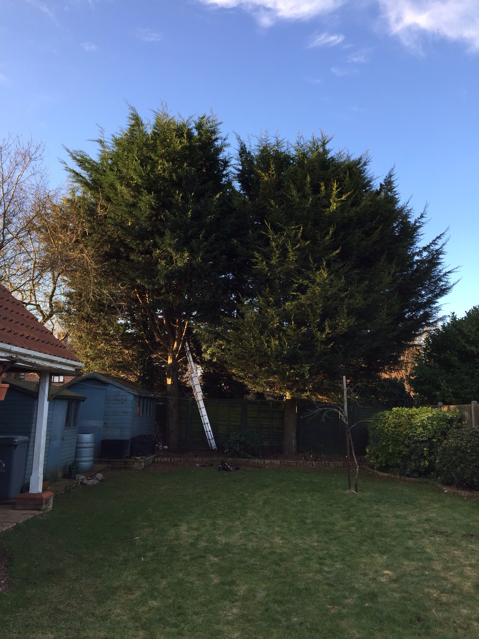 Conifer felling Drayton Norwich Image Conifer felling Drayton Norwich Image