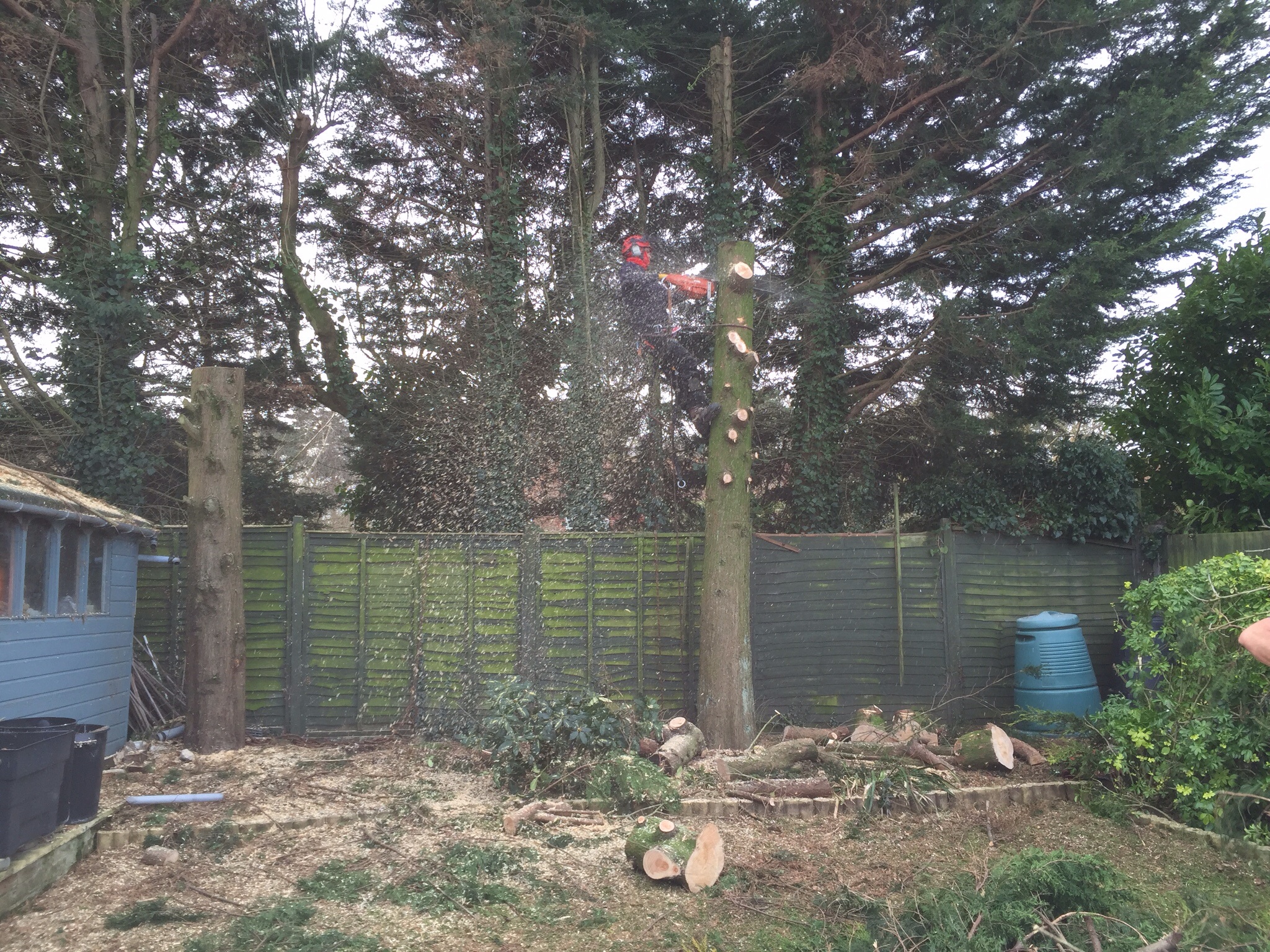 Conifer felling Drayton Norwich Image Conifer felling Drayton Norwich Image