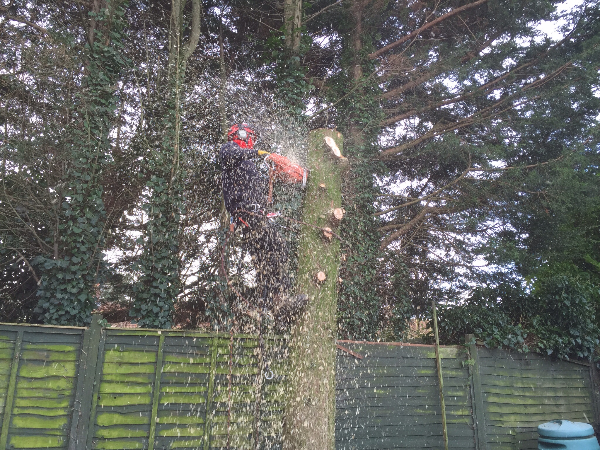 Conifer felling Drayton Norwich Image Conifer felling Drayton Norwich Image