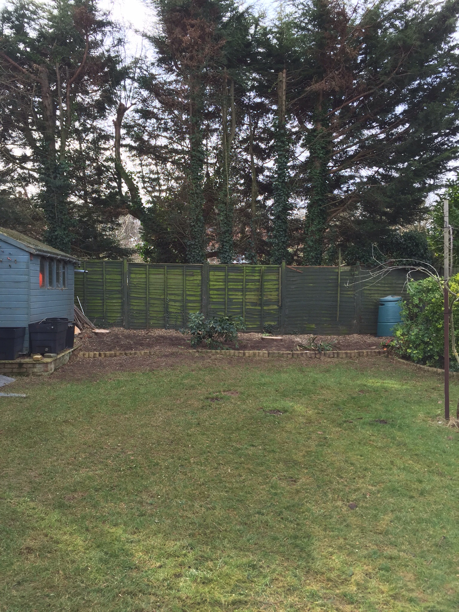 Conifer felling Drayton Norwich Image Conifer felling Drayton Norwich Image