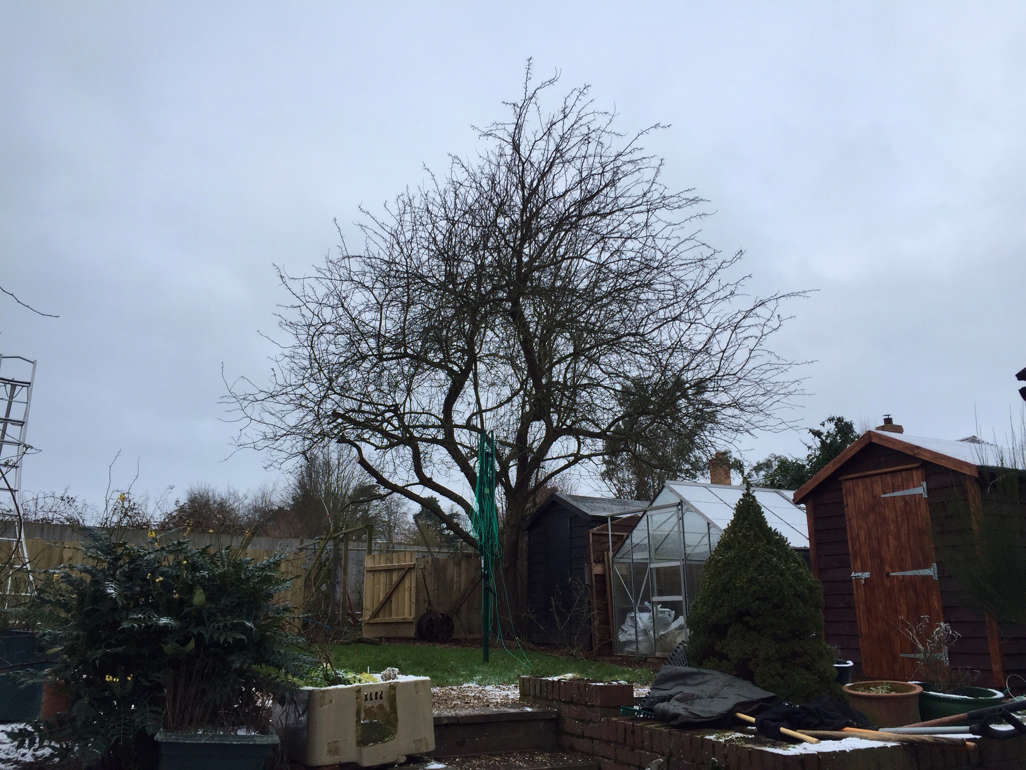Tree reductions RIckinghall, tree transplant Hoxne Image Tree reductions RIckinghall, tree transplant Hoxne Image