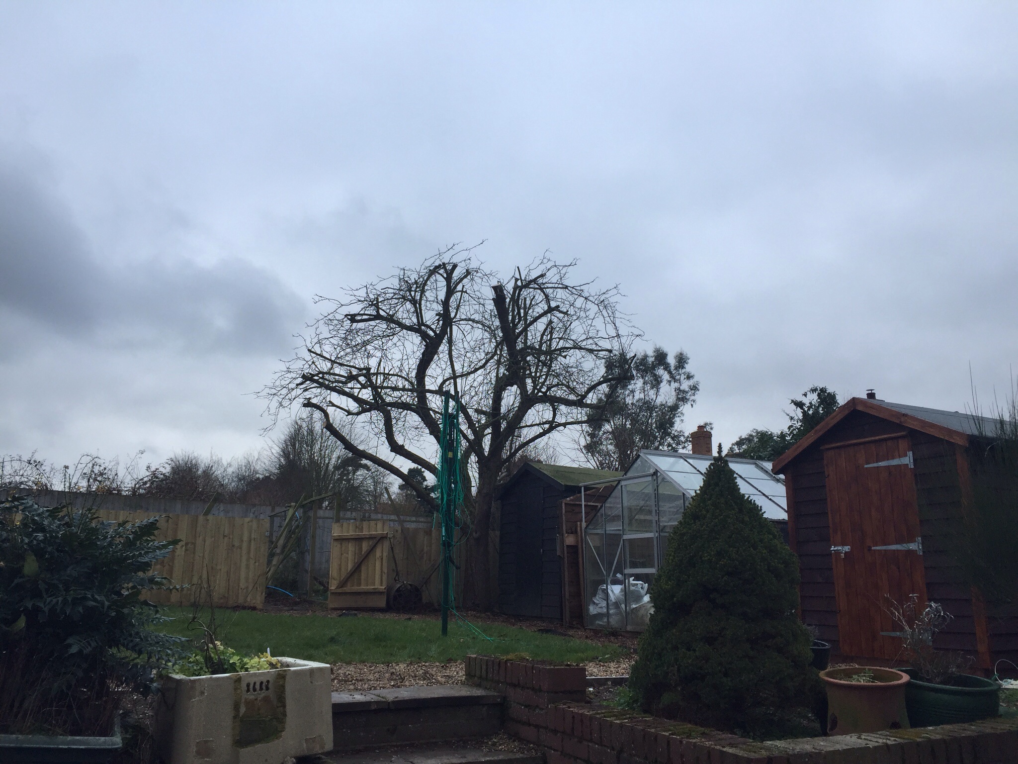 Tree reductions RIckinghall, tree transplant Hoxne Image Tree reductions RIckinghall, tree transplant Hoxne Image