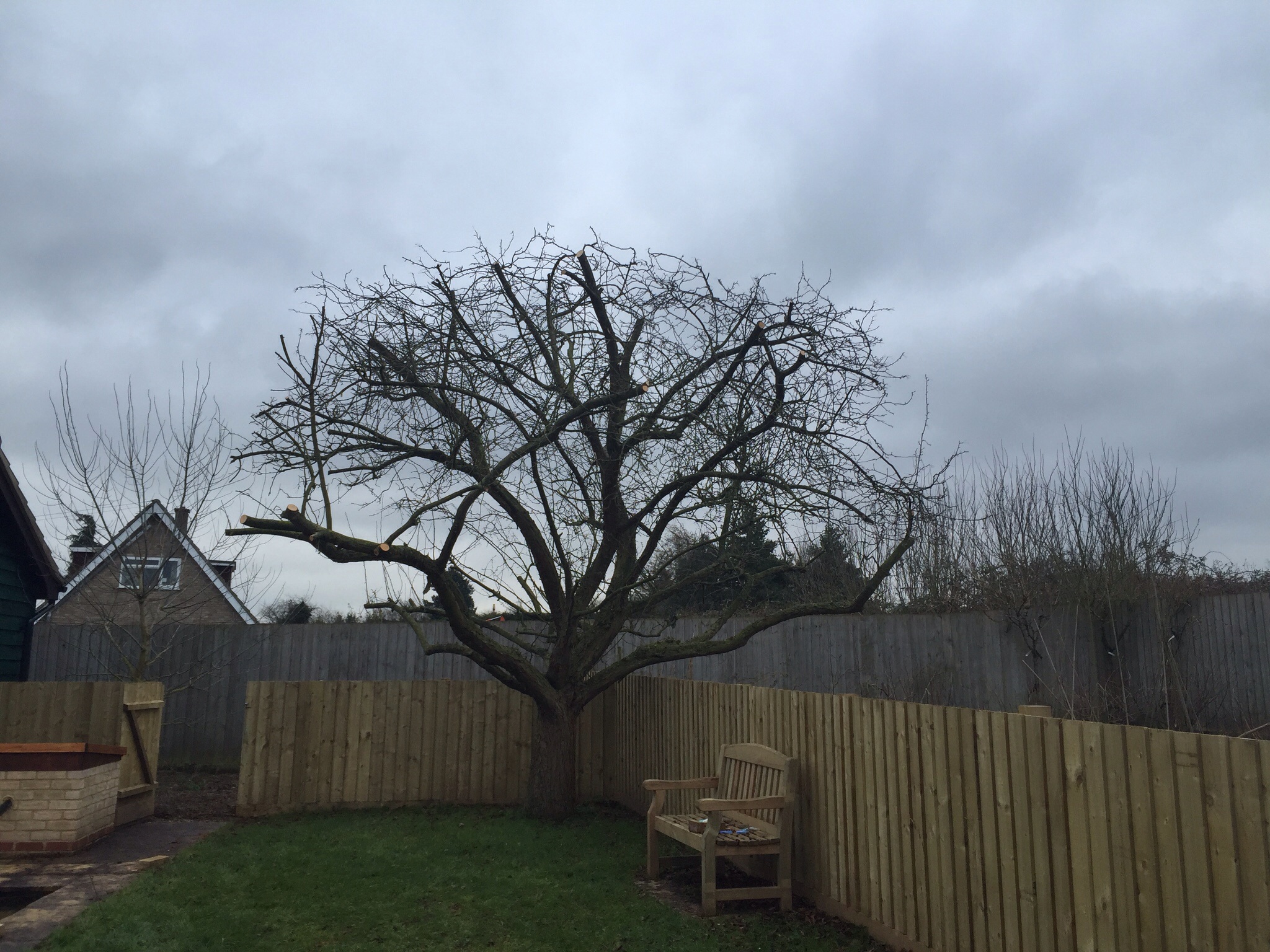 Tree reductions RIckinghall, tree transplant Hoxne Image Tree reductions RIckinghall, tree transplant Hoxne Image