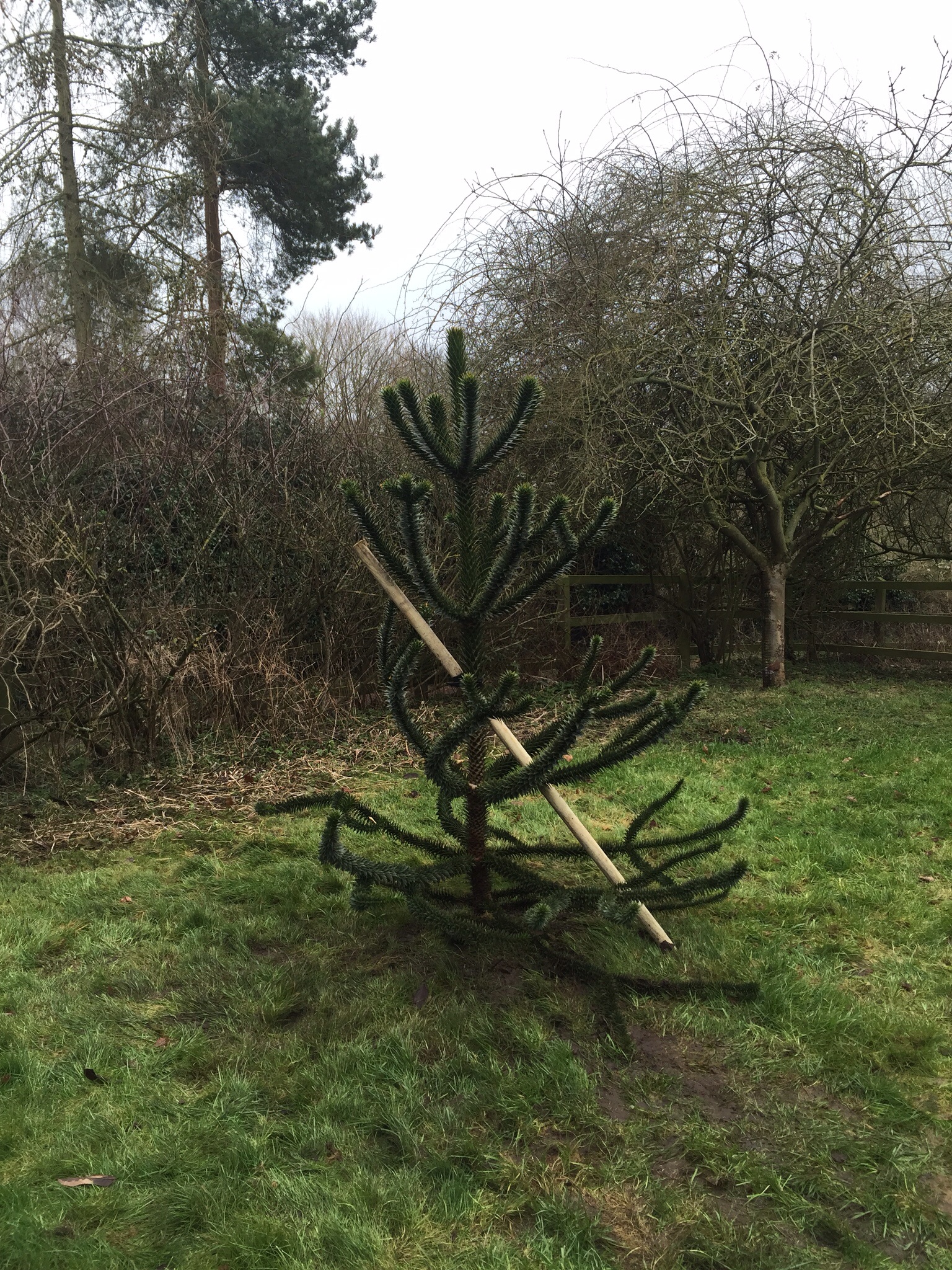 Tree reductions RIckinghall, tree transplant Hoxne Image Tree reductions RIckinghall, tree transplant Hoxne Image