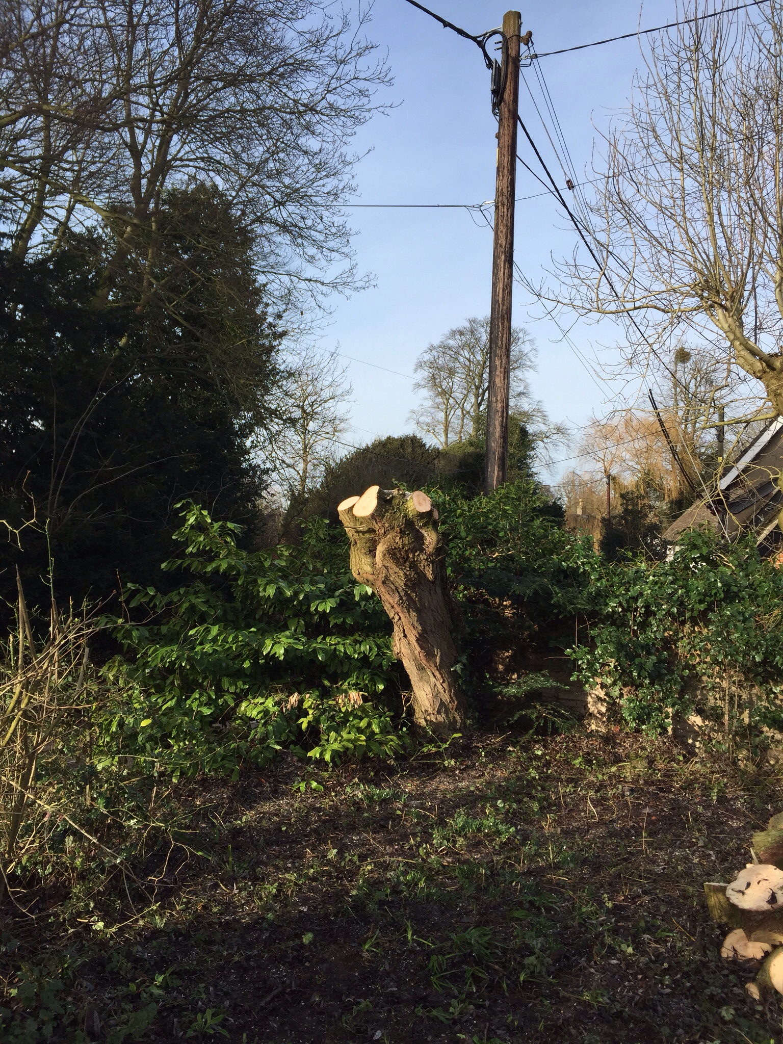 Suffolk tree surgery, Brockford.  Image