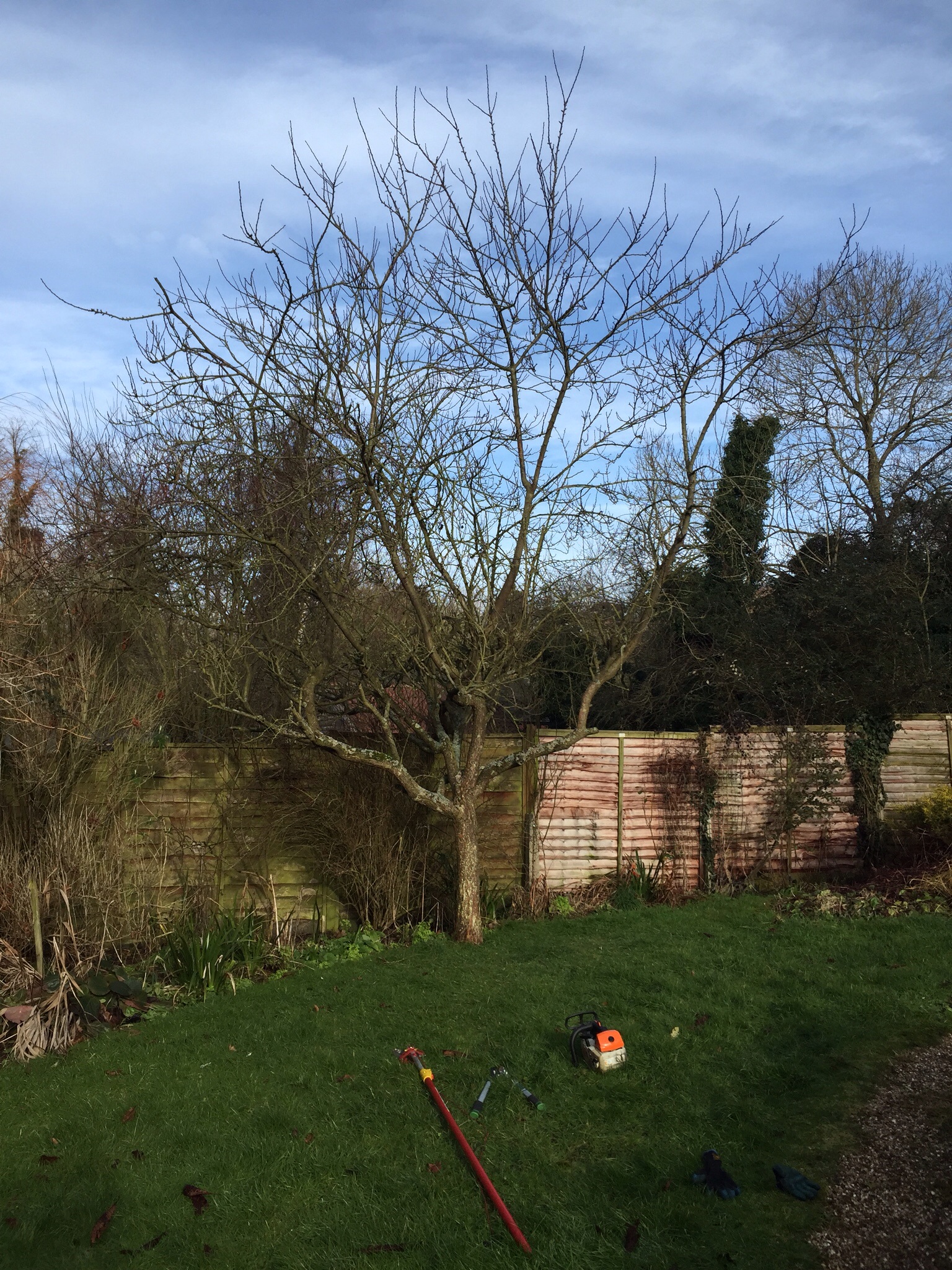 Suffolk tree surgery, Brockford.  Image