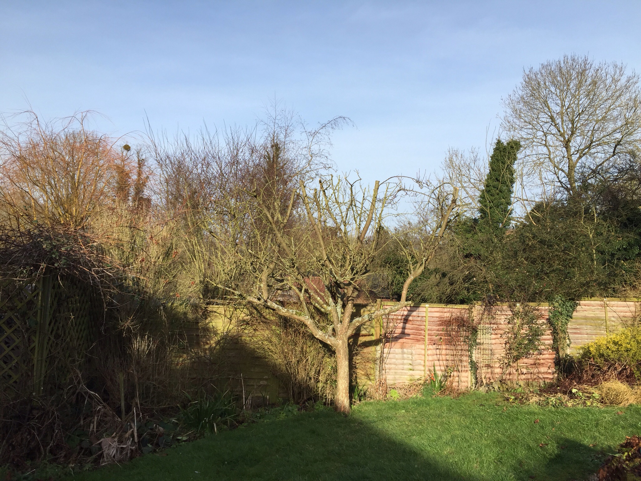 Suffolk tree surgery, Brockford.  Image