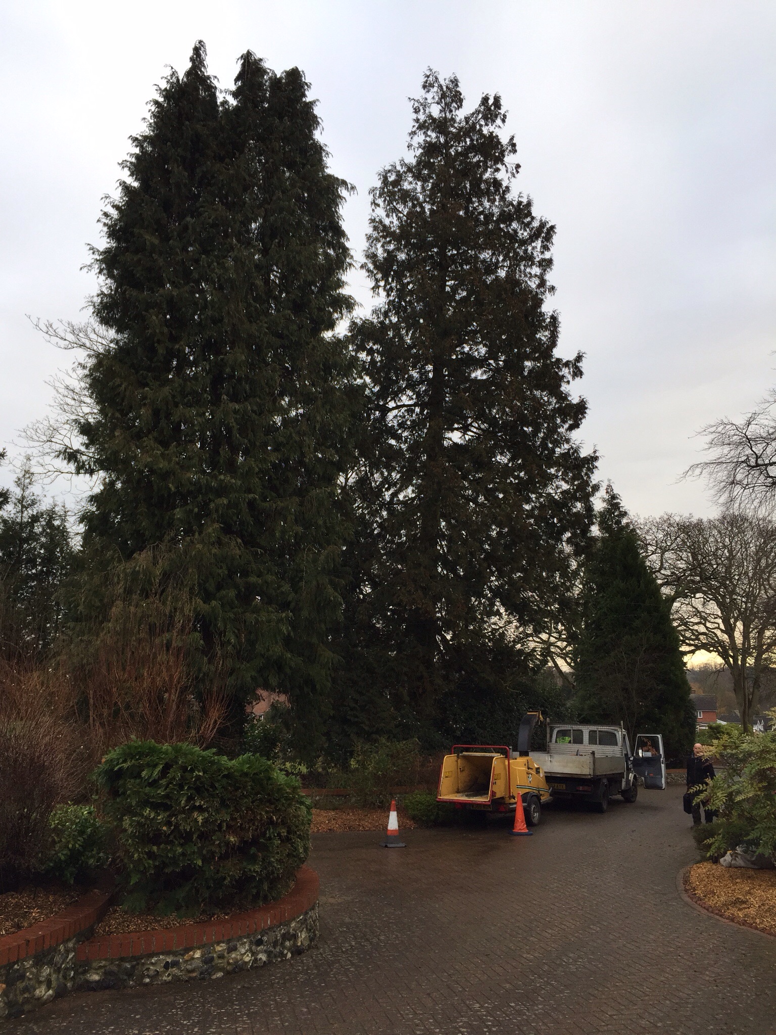 Tree surgery Norwich. Felling conifers in Cringleford. Image Tree surgery Norwich. Felling conifers in Cringleford. Image