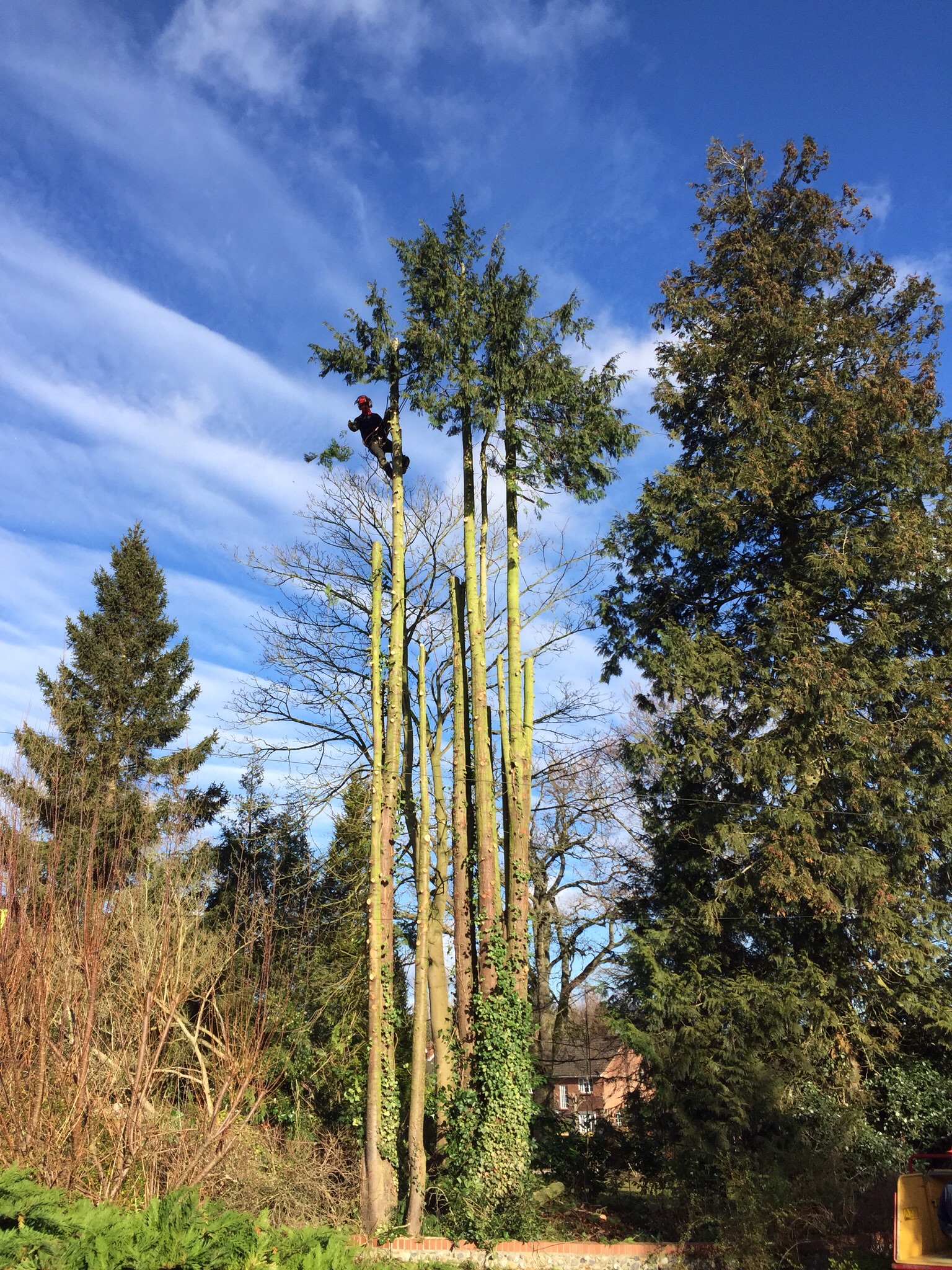 Tree surgery Norwich. Felling conifers in Cringleford. Image Tree surgery Norwich. Felling conifers in Cringleford. Image