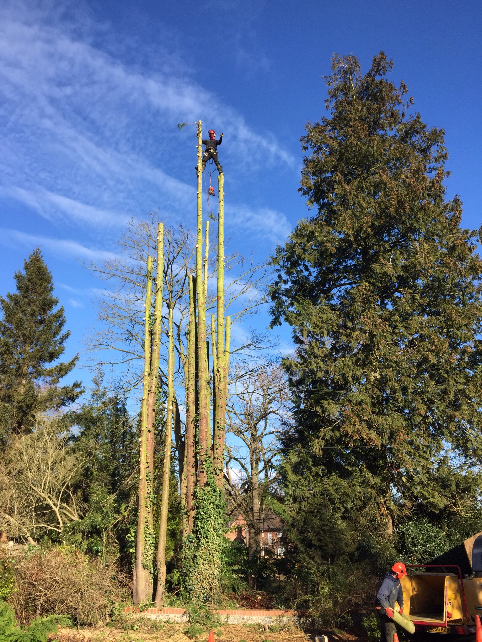Tree surgery Norwich. Felling conifers in Cringleford. Image Tree surgery Norwich. Felling conifers in Cringleford. Image