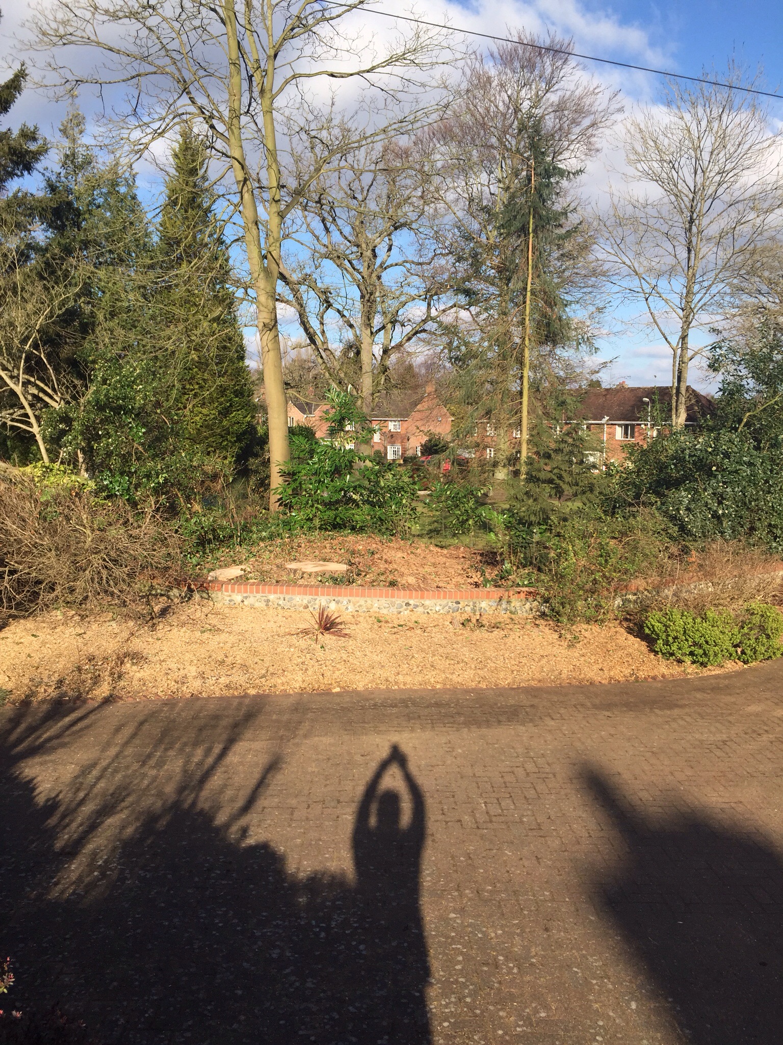 Tree surgery Norwich. Felling conifers in Cringleford. Image Tree surgery Norwich. Felling conifers in Cringleford. Image