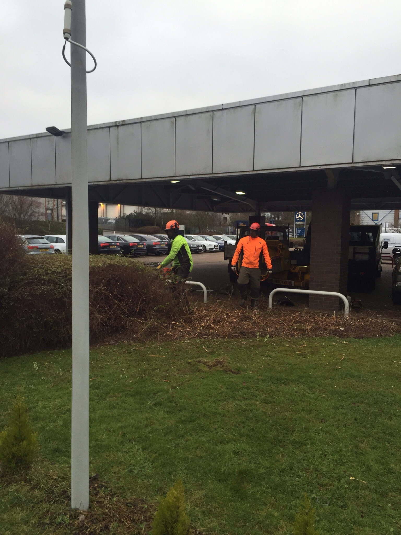 Tree surgery Stanstead. Image Tree surgery Stanstead. Image