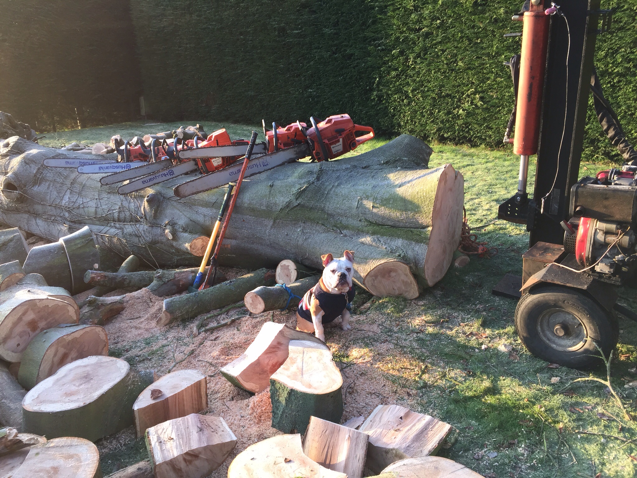 Treefellas tree surgery Laxfield. Sectionaly dismantling dead beech Image Treefellas tree surgery Laxfield. Sectionaly dismantling dead beech Image