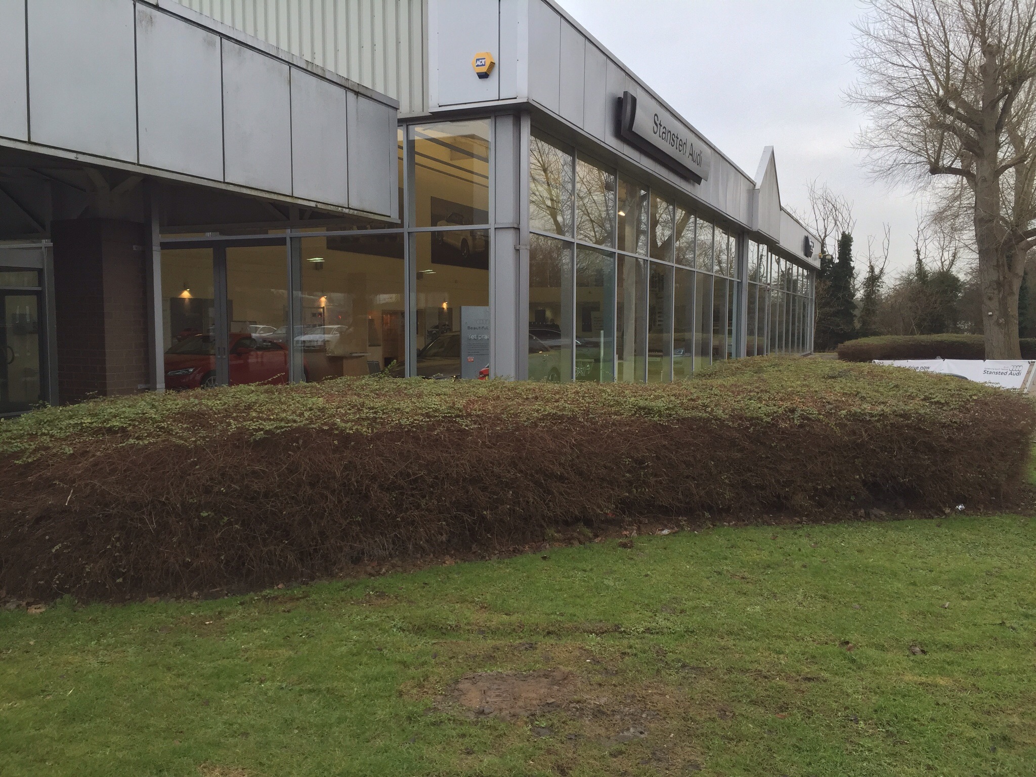 Tree surgery Stanstead. Image Tree surgery Stanstead. Image