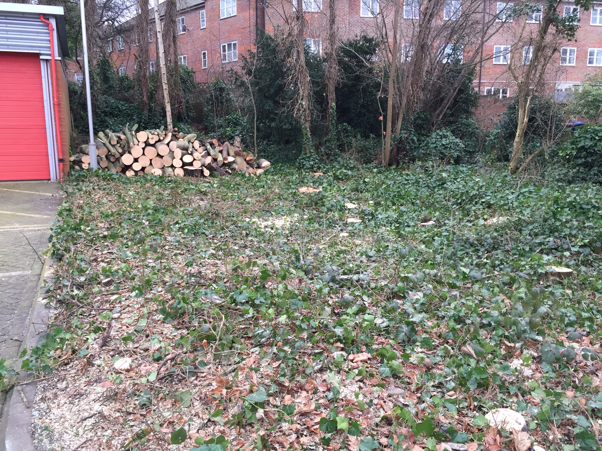 Tree surgery site clearance Bury St Edmunds  Image Tree surgery site clearance Bury St Edmunds  Image