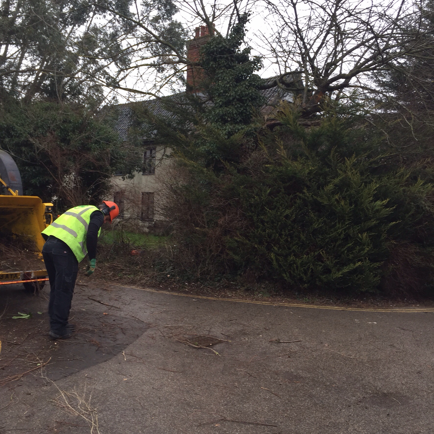 Tree surgery site clearance Diss Norfolk. Image Tree surgery site clearance Diss Norfolk. Image