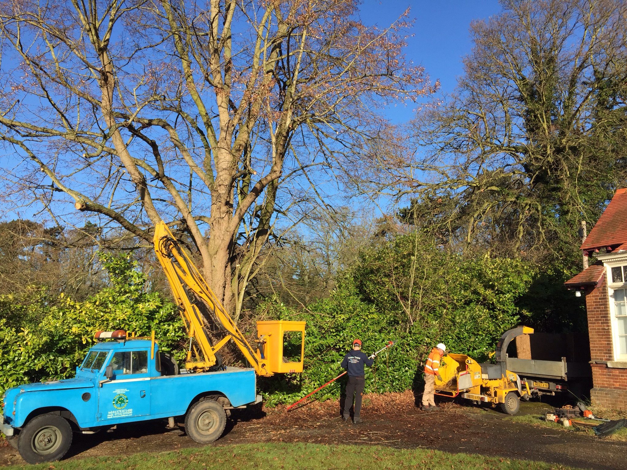 Crown lifting trees Woodbridge Suffolk. Image Crown lifting trees Woodbridge Suffolk. Image