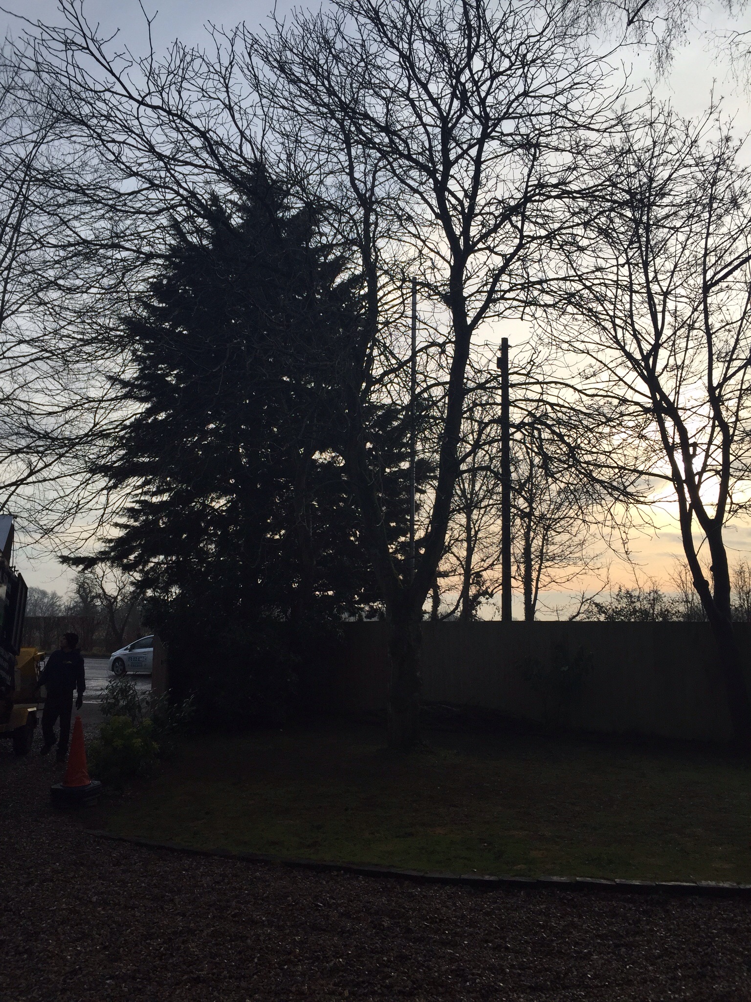 Tree surgery Hethersett Norfolk  Image Tree surgery Hethersett Norfolk  Image