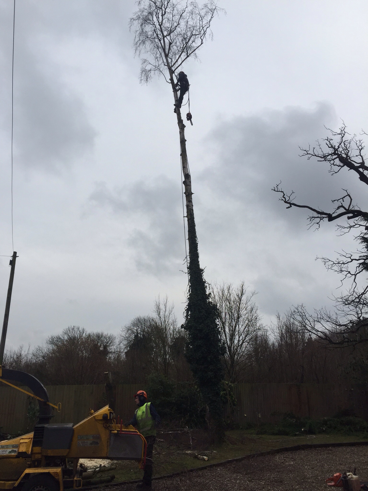 Tree surgery Hethersett Norfolk  Image Tree surgery Hethersett Norfolk  Image