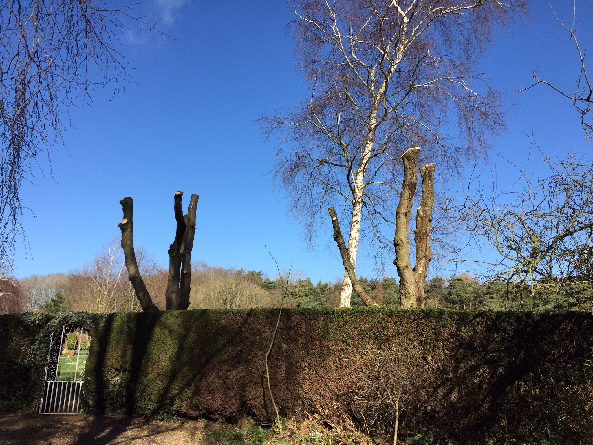 Cherry pollards and deadwooding in Cringleford Norwich. Image Cherry pollards and deadwooding in Cringleford Norwich. Image