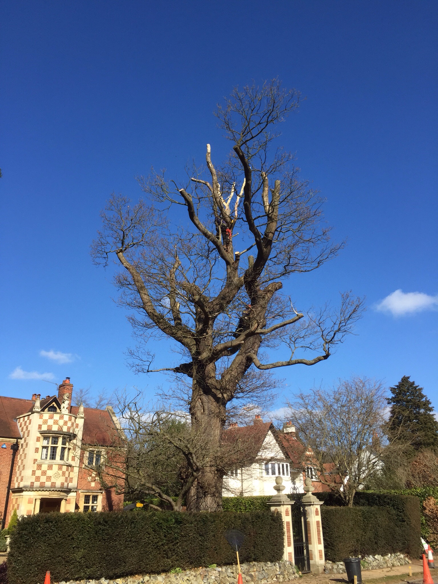 Cherry pollards and deadwooding in Cringleford Norwich. Image Cherry pollards and deadwooding in Cringleford Norwich. Image