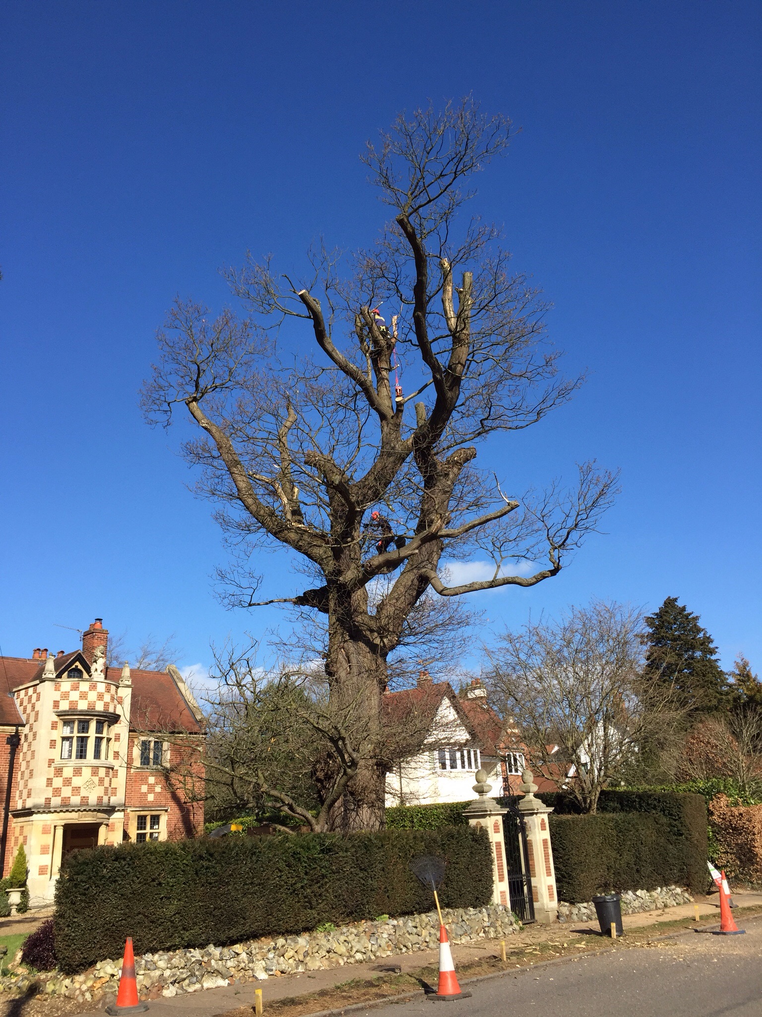Cherry pollards and deadwooding in Cringleford Norwich. Image Cherry pollards and deadwooding in Cringleford Norwich. Image