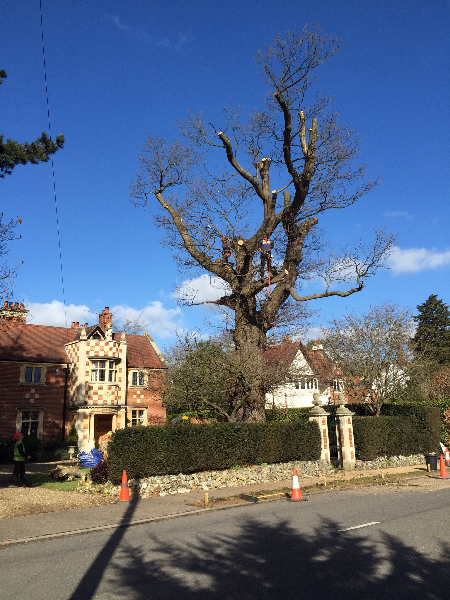 Cherry pollards and deadwooding in Cringleford Norwich. Image Cherry pollards and deadwooding in Cringleford Norwich. Image