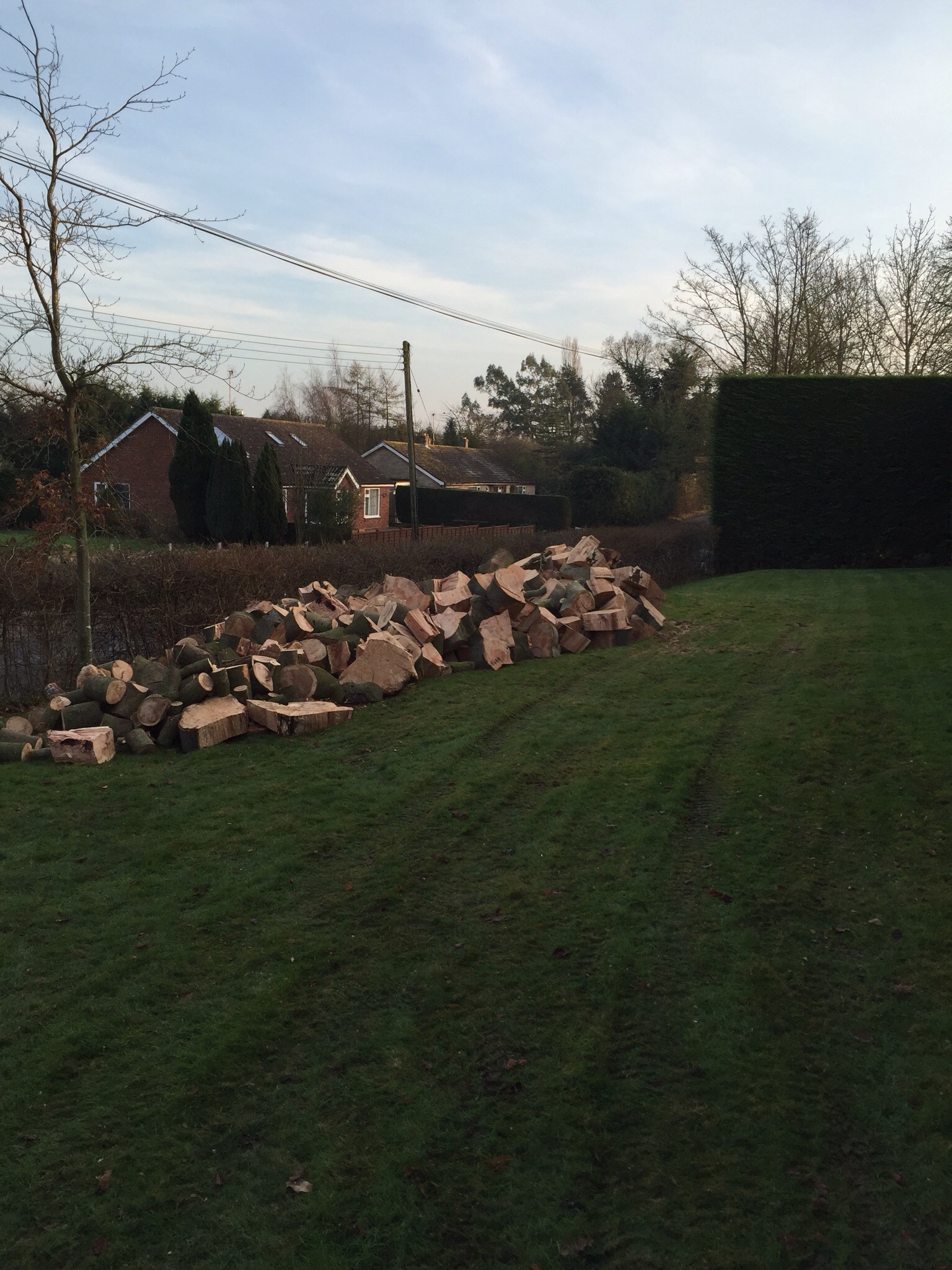 Treefellas tree surgery Laxfield. Sectionaly dismantling dead beech Image Treefellas tree surgery Laxfield. Sectionaly dismantling dead beech Image