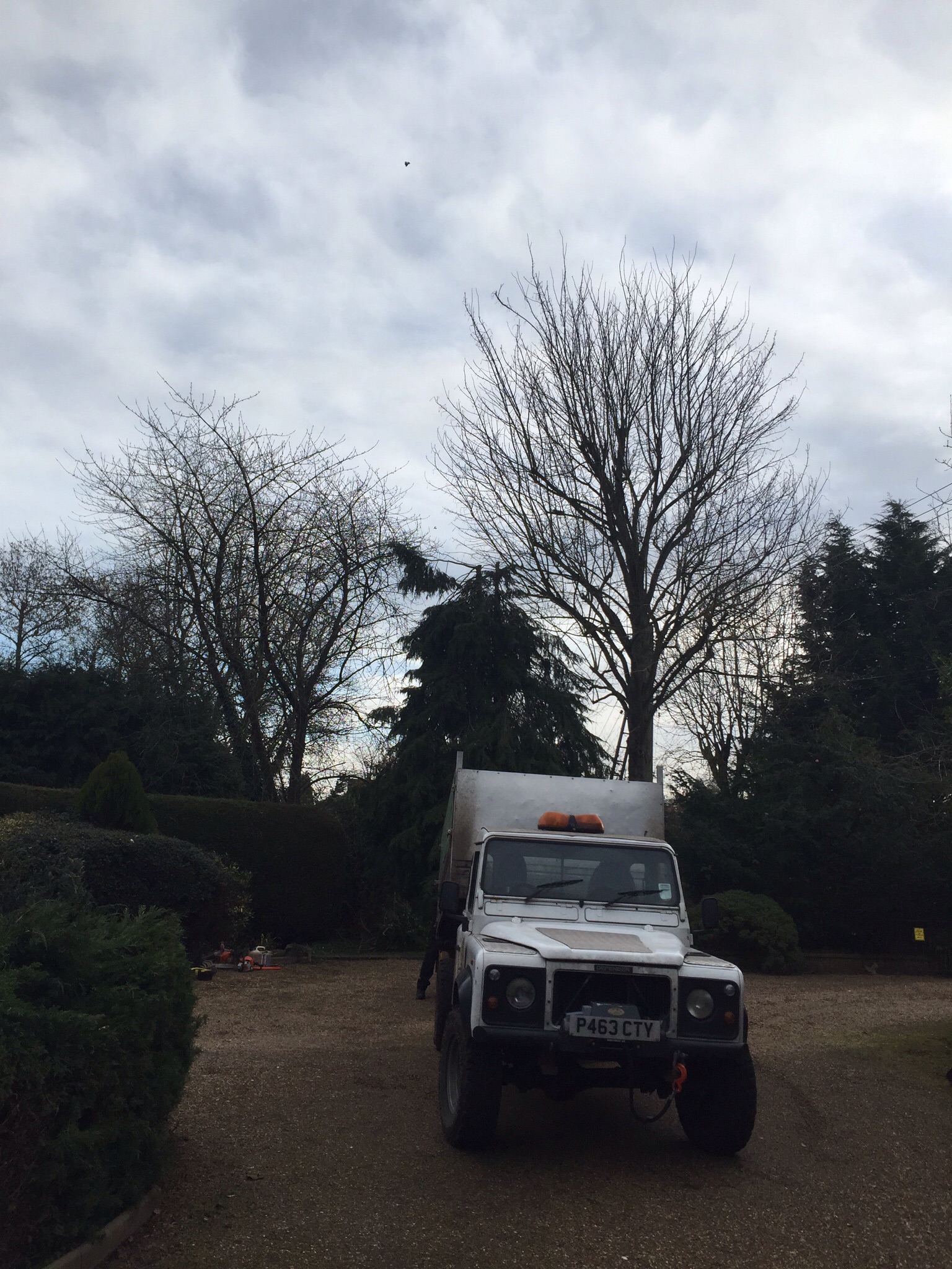 Tree surgery Burston Norfolk  Image Tree surgery Burston Norfolk  Image
