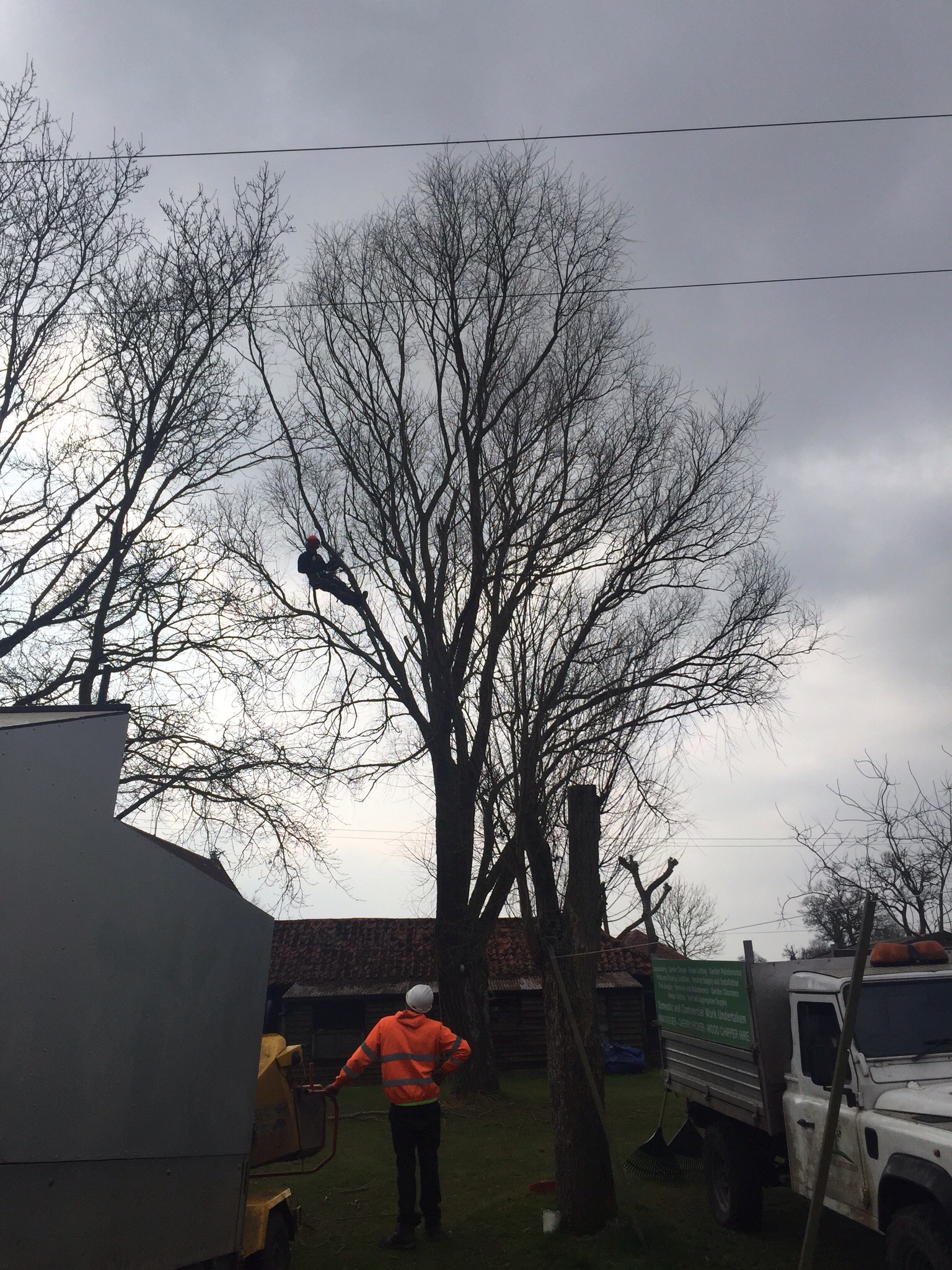 Willow reduction tree surgery Pulham St Mary. Image Willow reduction tree surgery Pulham St Mary. Image