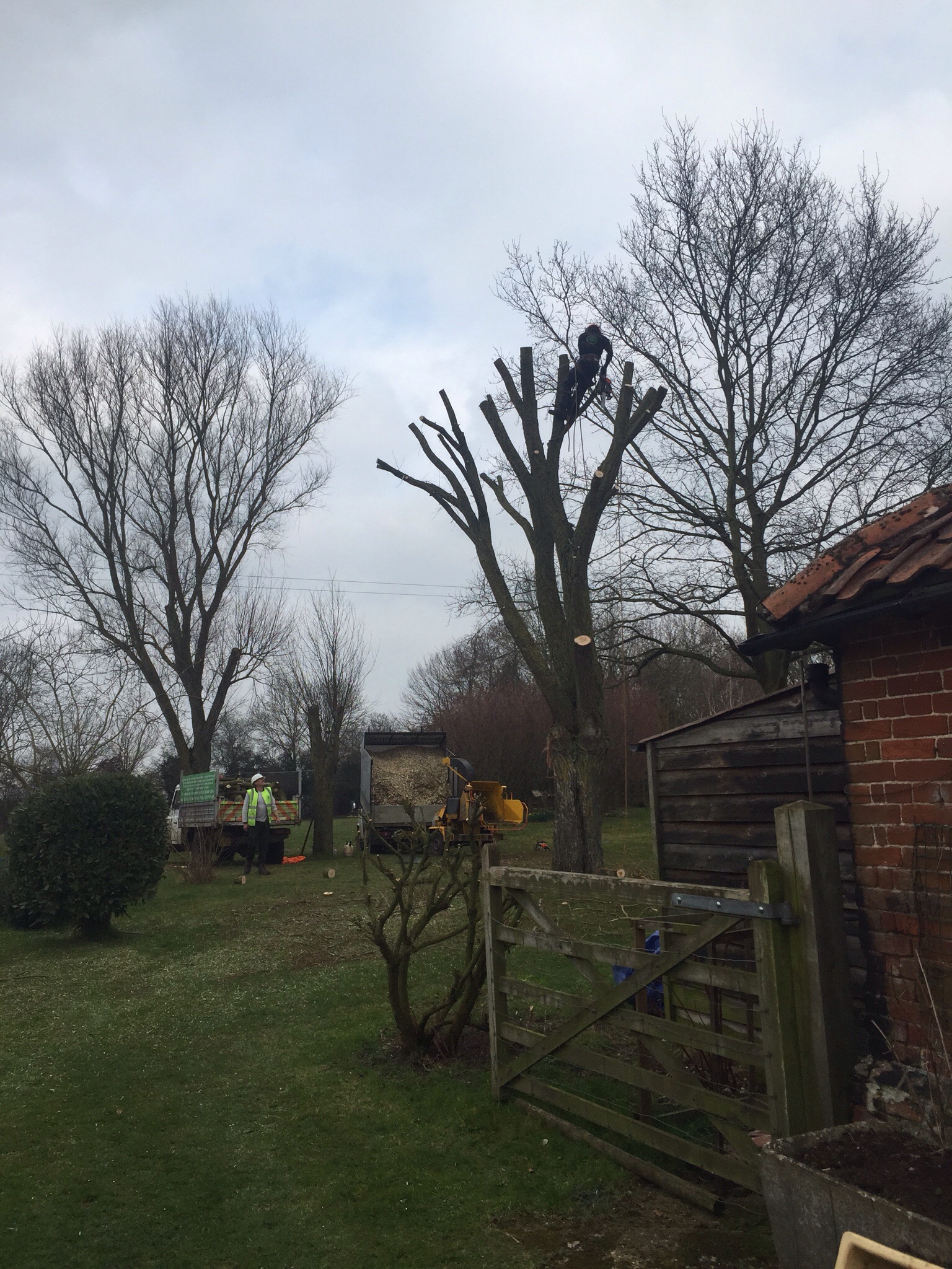 Willow reduction tree surgery Pulham St Mary. Image Willow reduction tree surgery Pulham St Mary. Image