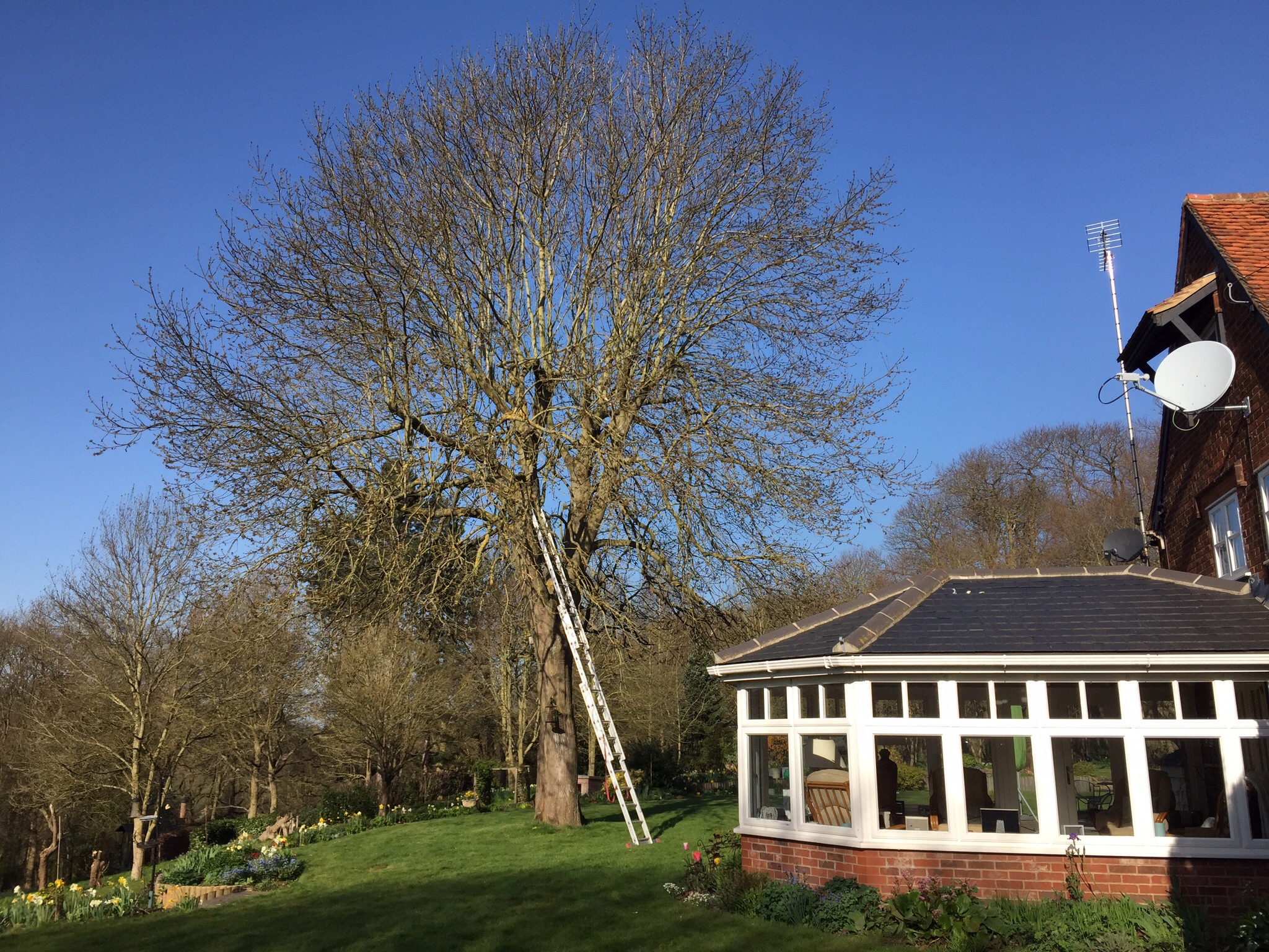 Tree surgery Langham Essex. Image Tree surgery Langham Essex. Image