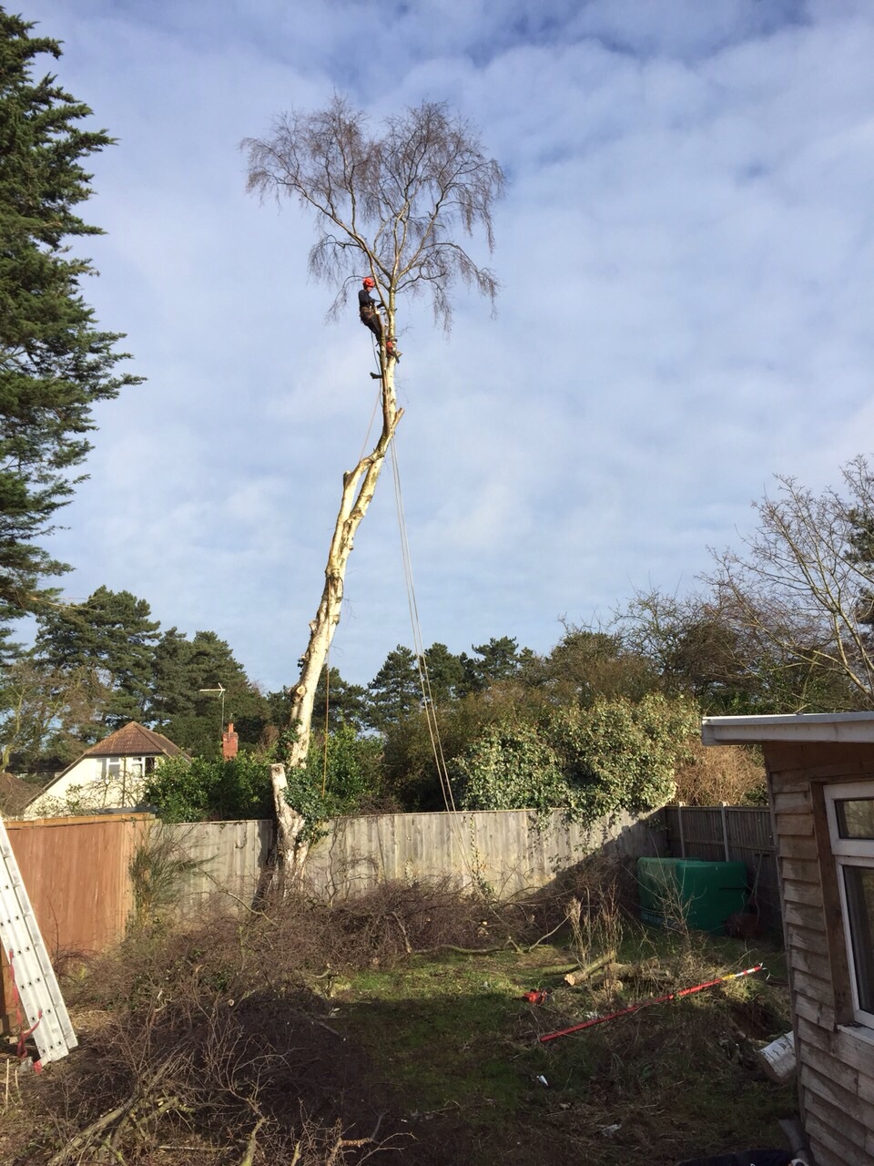 Treefellas felling silver birch in Ipswich working in affiliation with Acorn trees. www.acorntreesipswich.co.uk Image