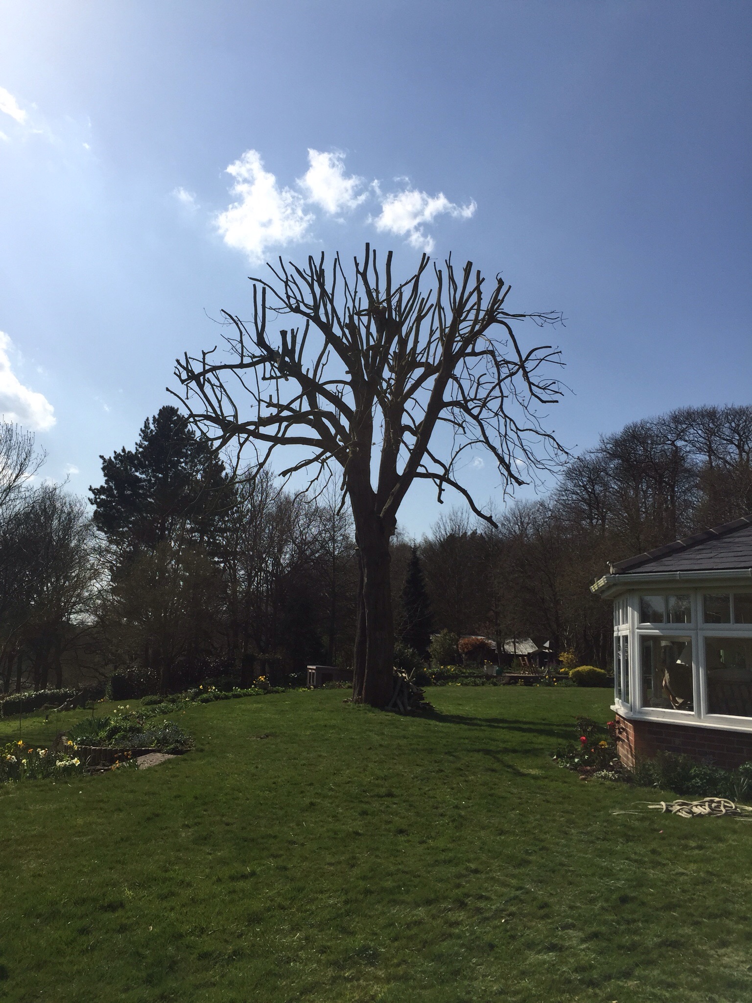 Tree surgery Langham Essex. Image Tree surgery Langham Essex. Image
