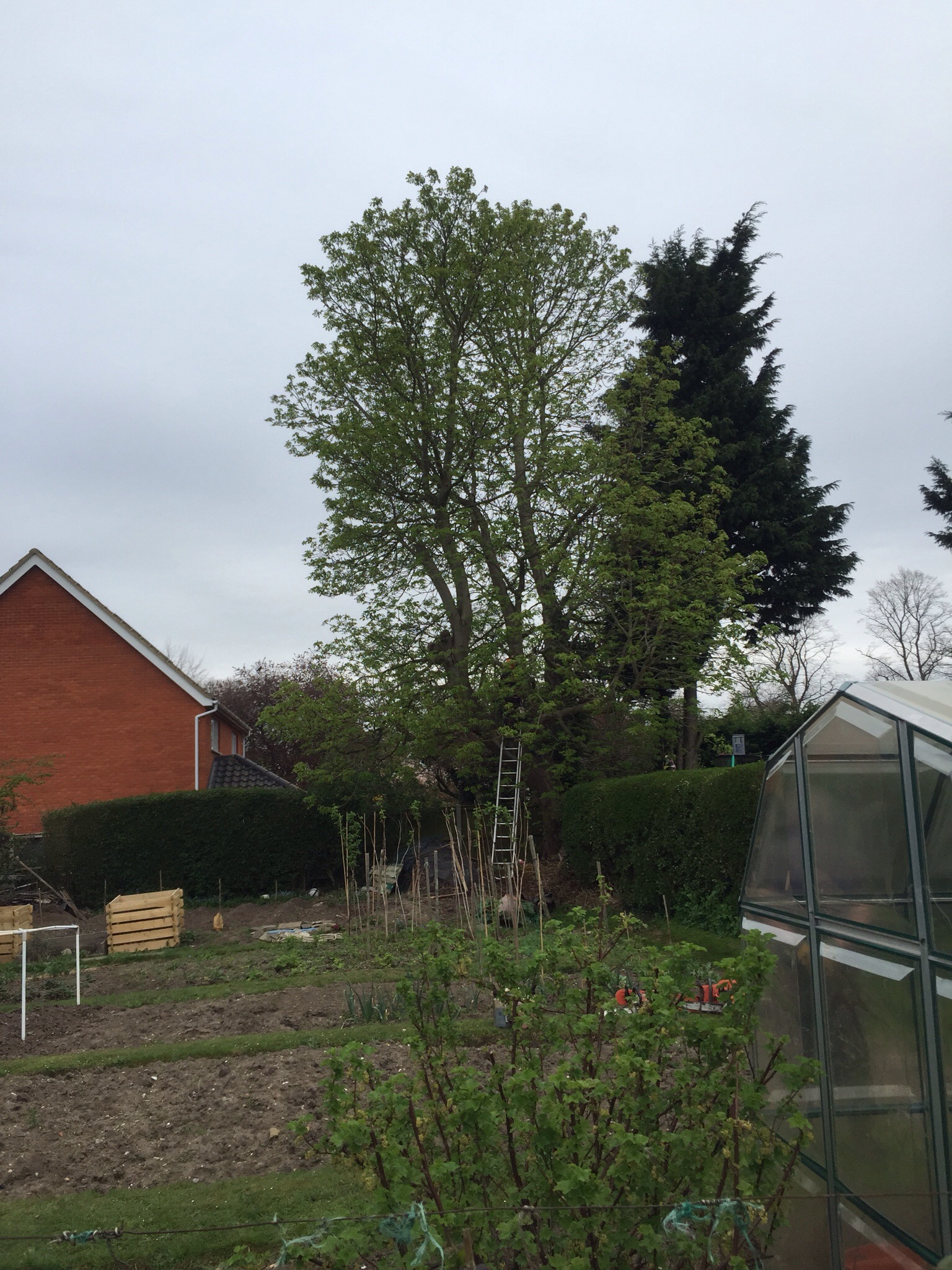 Tree surgery Earlham rd Norwich Norfolk  Image Tree surgery Earlham rd Norwich Norfolk  Image