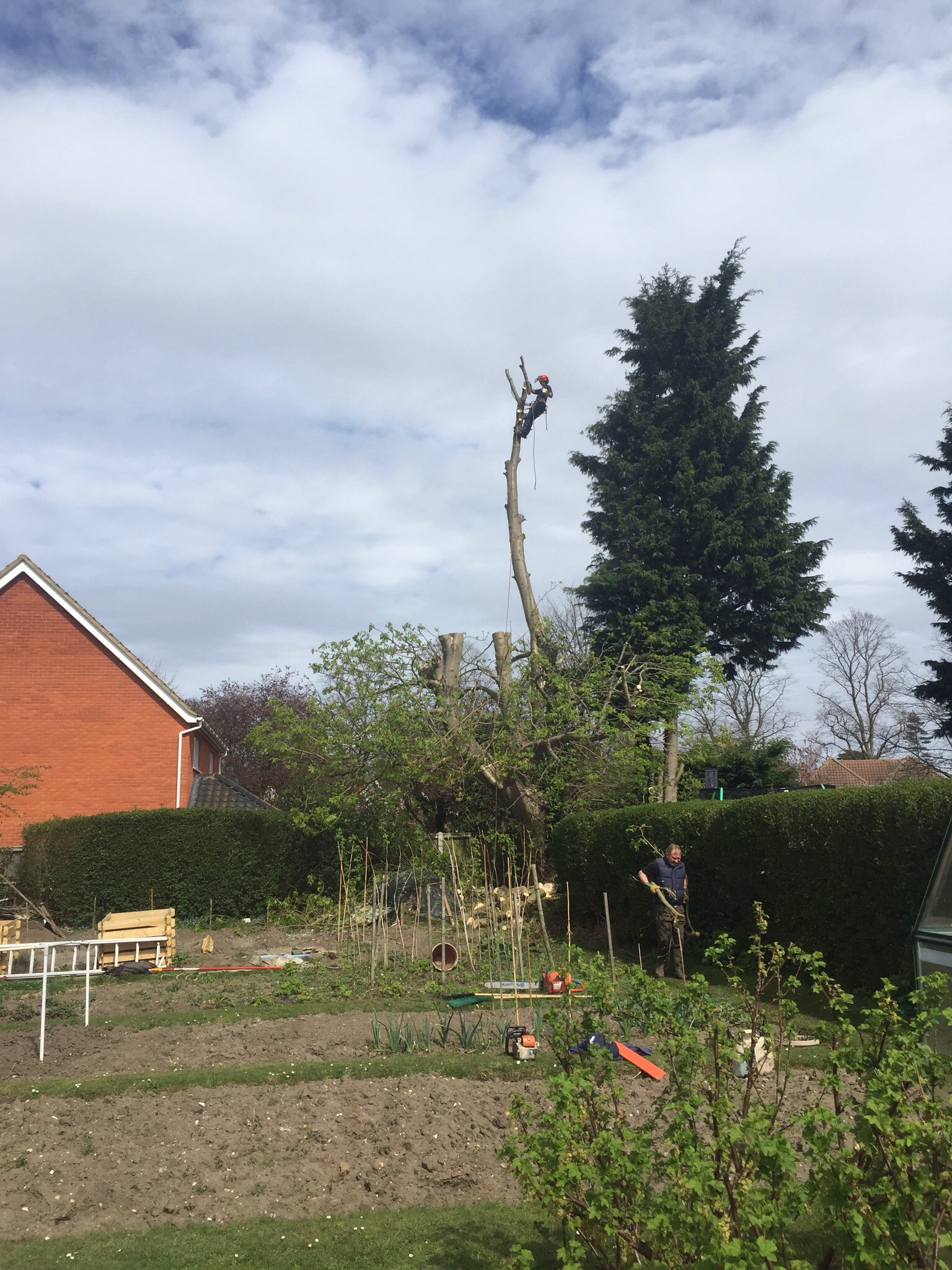 Tree surgery Earlham rd Norwich Norfolk  Image Tree surgery Earlham rd Norwich Norfolk  Image