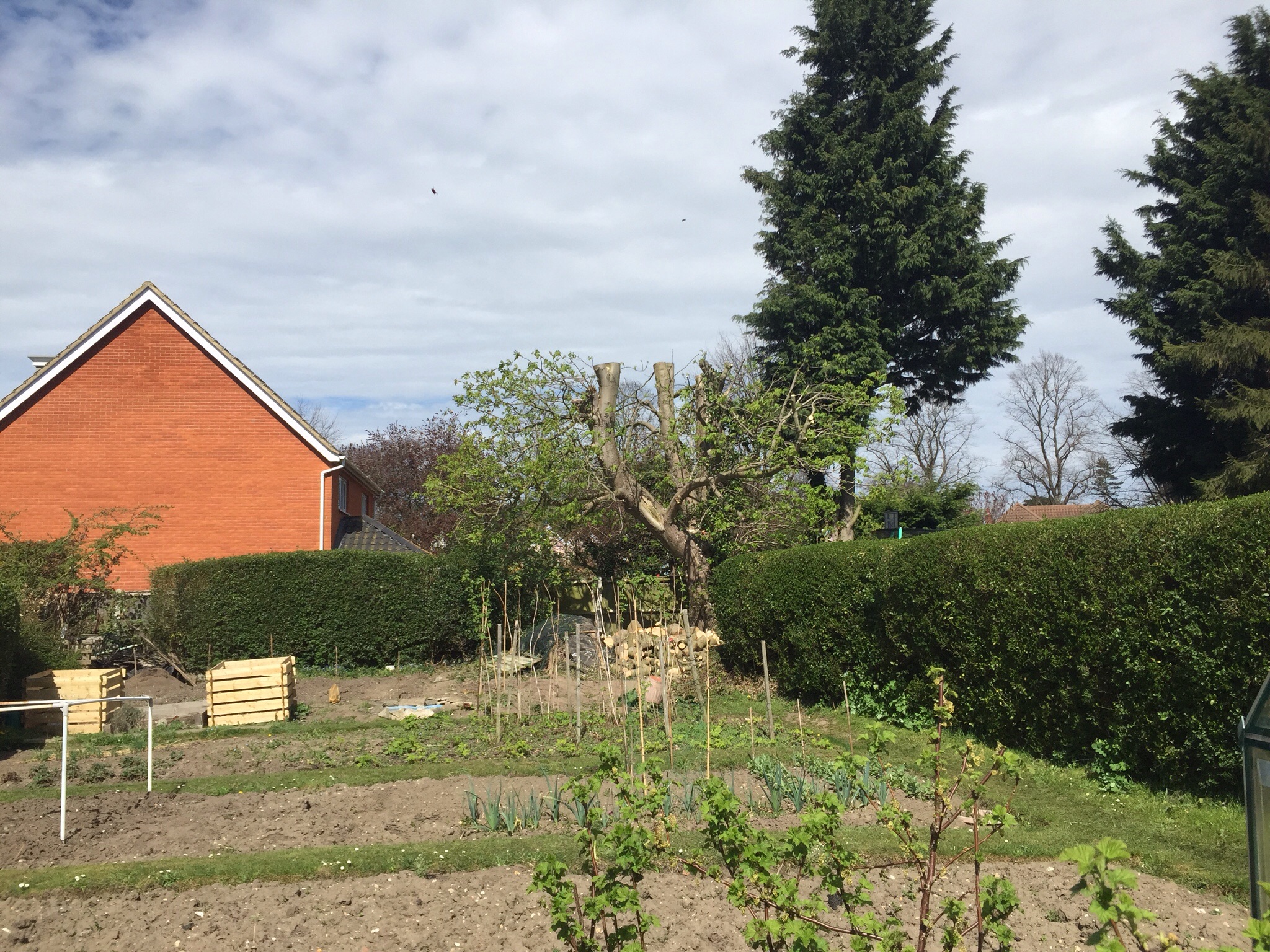 Tree surgery Earlham rd Norwich Norfolk  Image Tree surgery Earlham rd Norwich Norfolk  Image