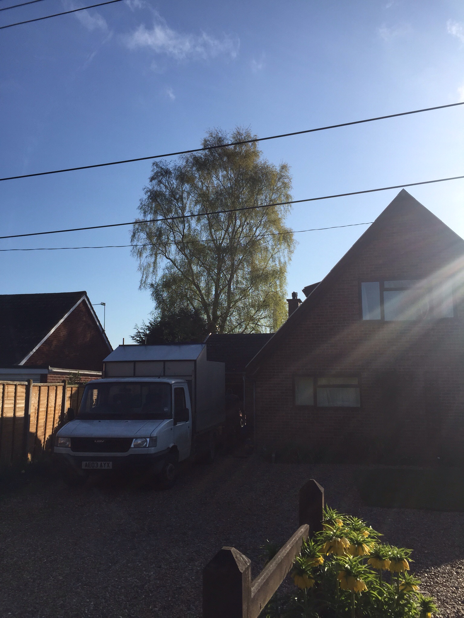 Silver birch reduction ( tree surgery Burston Norfolk ) Image Silver birch reduction ( tree surgery Burston Norfolk ) Image