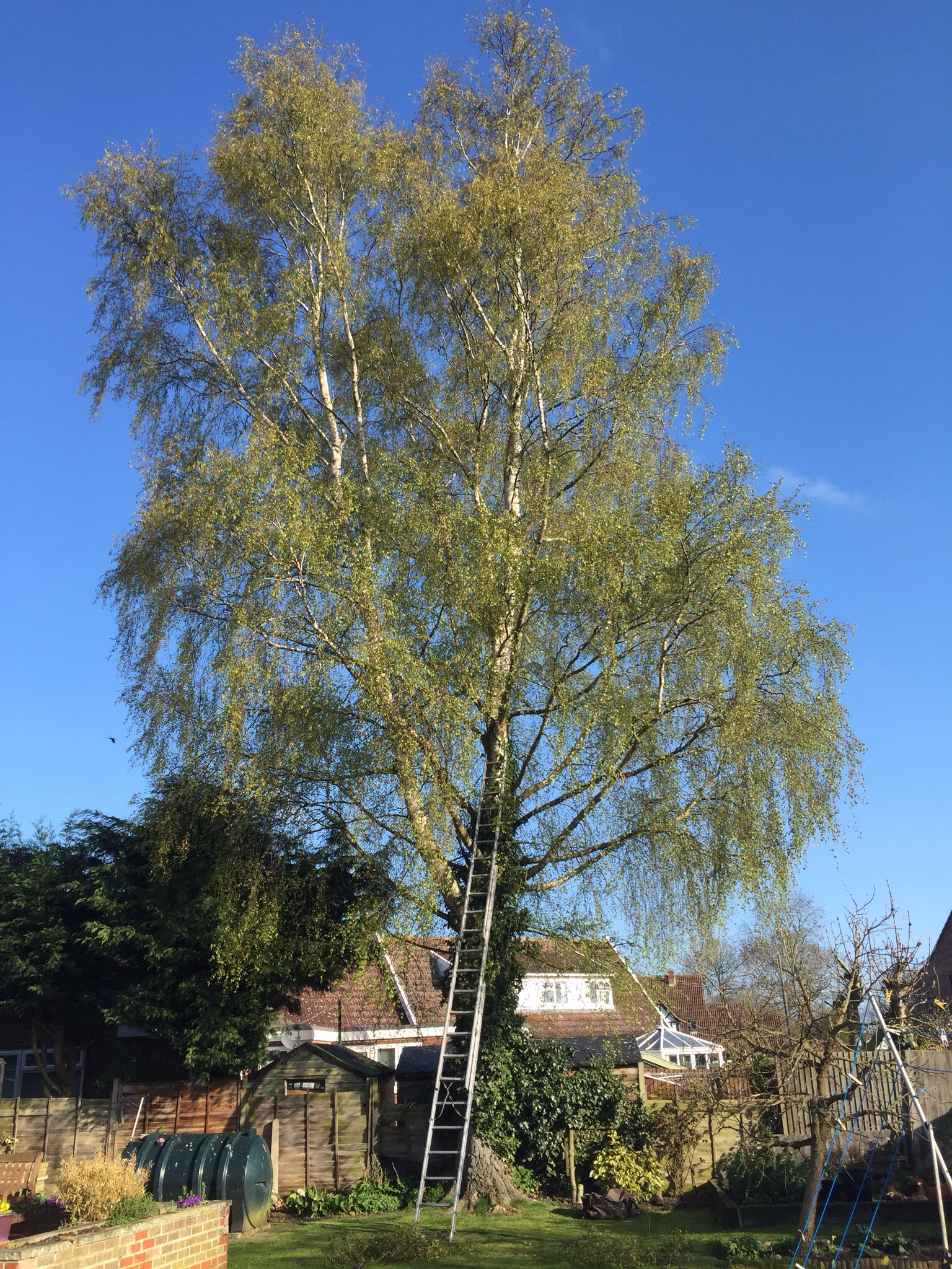 Silver birch reduction ( tree surgery Burston Norfolk ) Image Silver birch reduction ( tree surgery Burston Norfolk ) Image