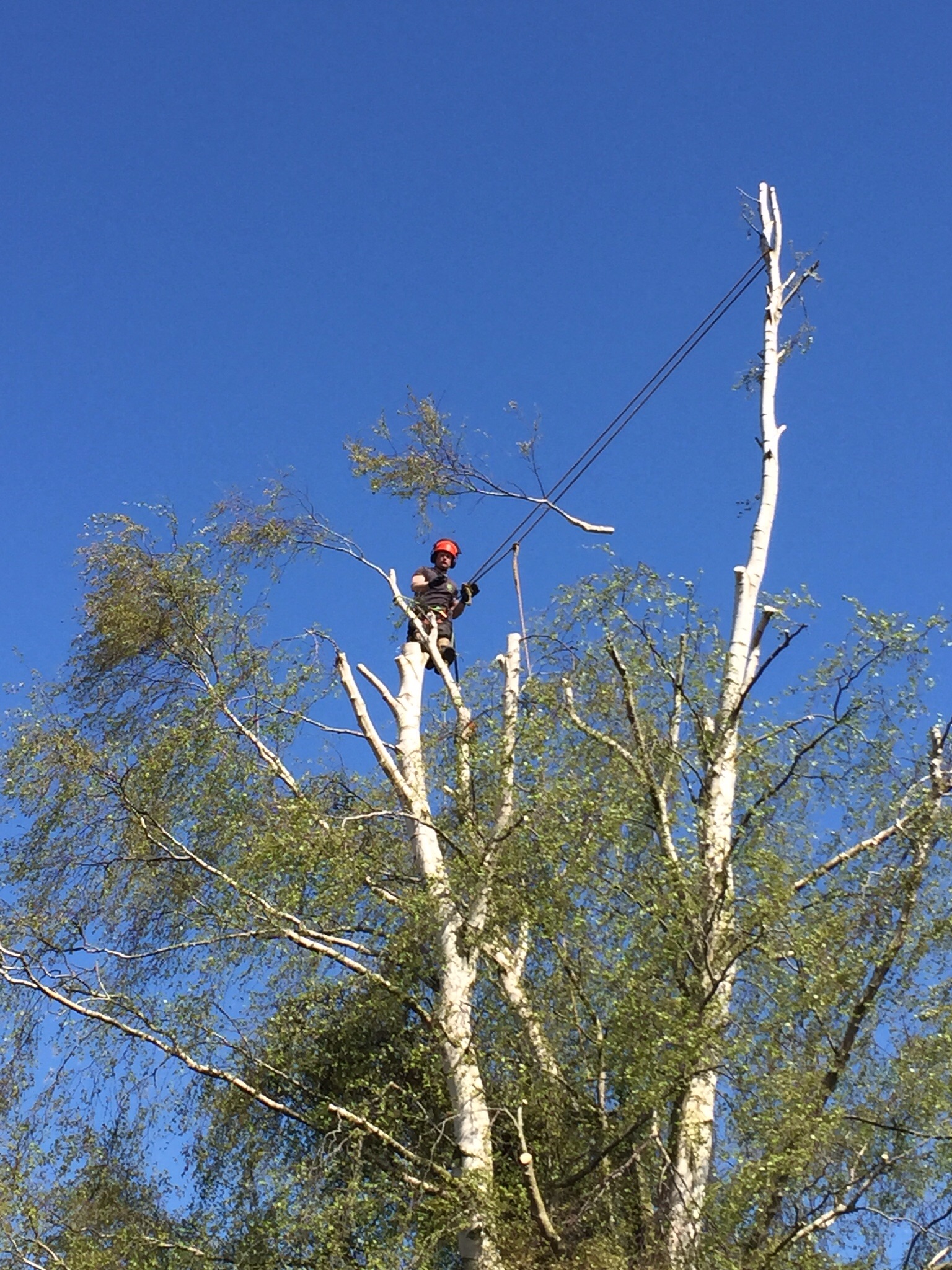 Silver birch reduction ( tree surgery Burston Norfolk ) Image Silver birch reduction ( tree surgery Burston Norfolk ) Image