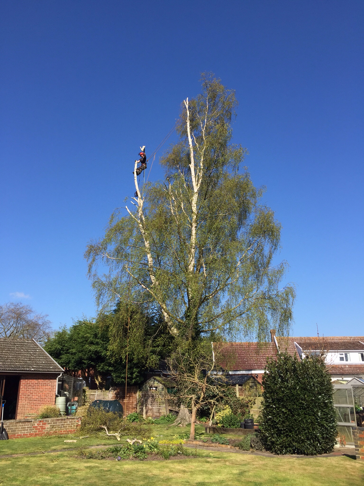Silver birch reduction ( tree surgery Burston Norfolk ) Image Silver birch reduction ( tree surgery Burston Norfolk ) Image