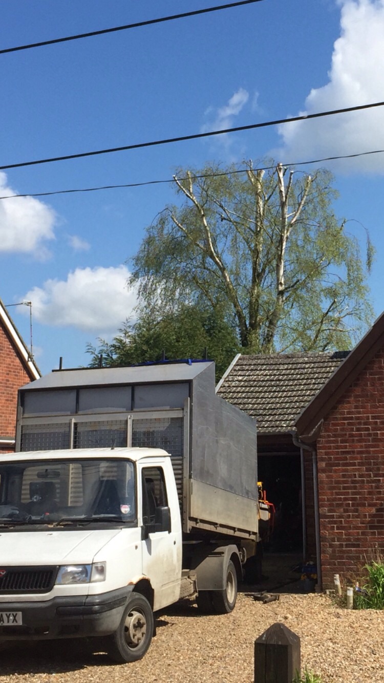 Silver birch reduction ( tree surgery Burston Norfolk ) Image Silver birch reduction ( tree surgery Burston Norfolk ) Image