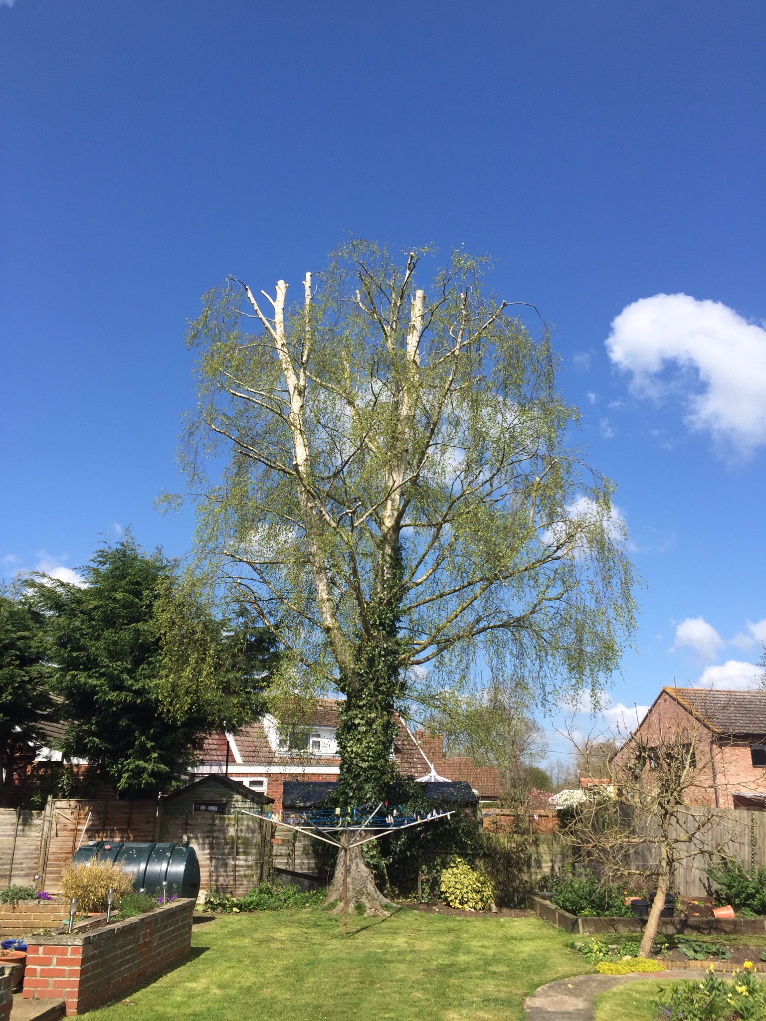 Silver birch reduction ( tree surgery Burston Norfolk ) Image Silver birch reduction ( tree surgery Burston Norfolk ) Image