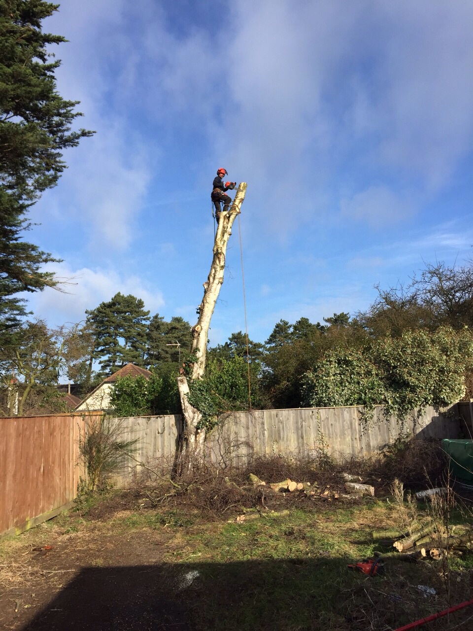Treefellas felling silver birch in Ipswich working in affiliation with Acorn trees. www.acorntreesipswich.co.uk Image