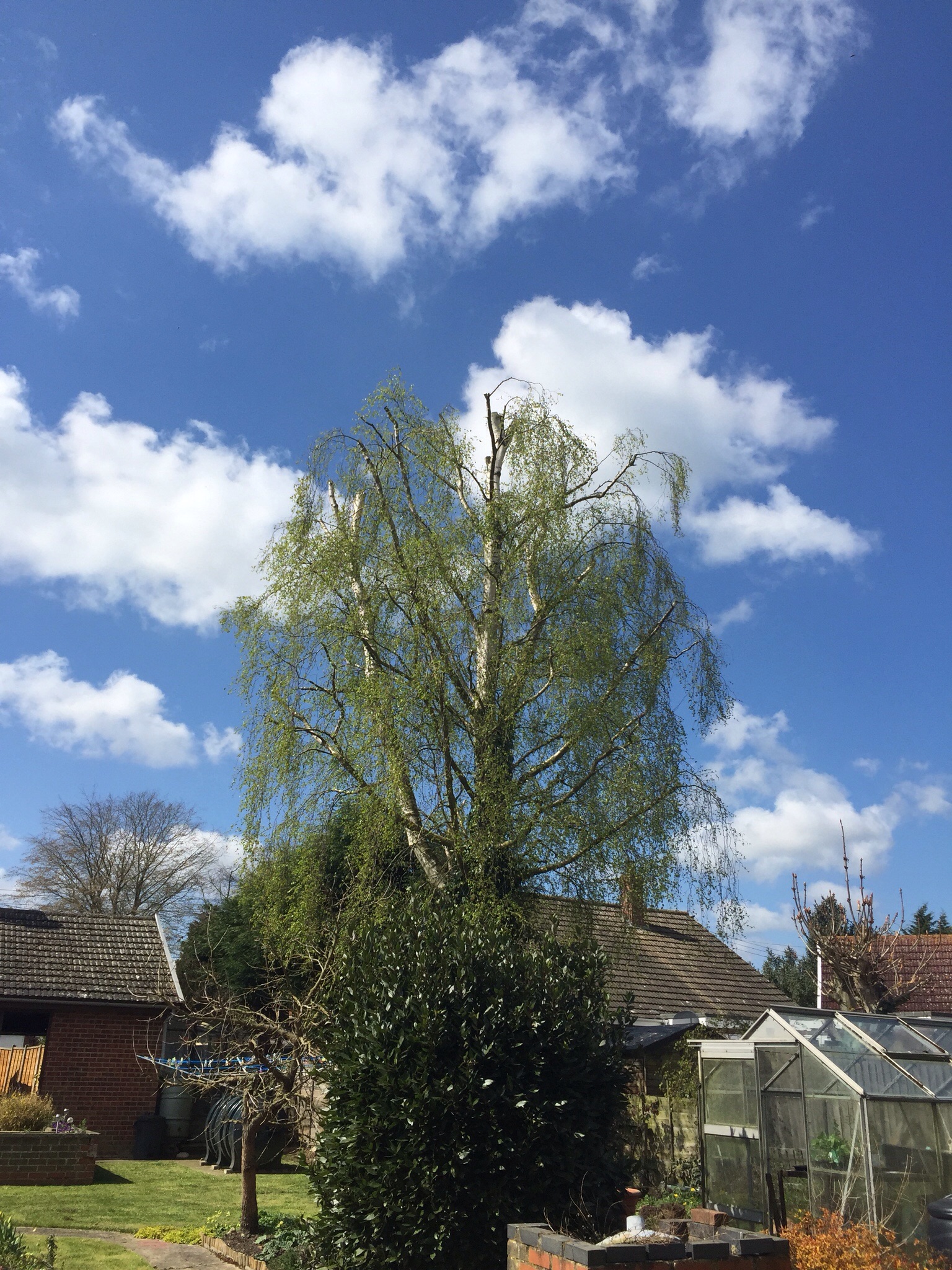 Silver birch reduction ( tree surgery Burston Norfolk ) Image Silver birch reduction ( tree surgery Burston Norfolk ) Image