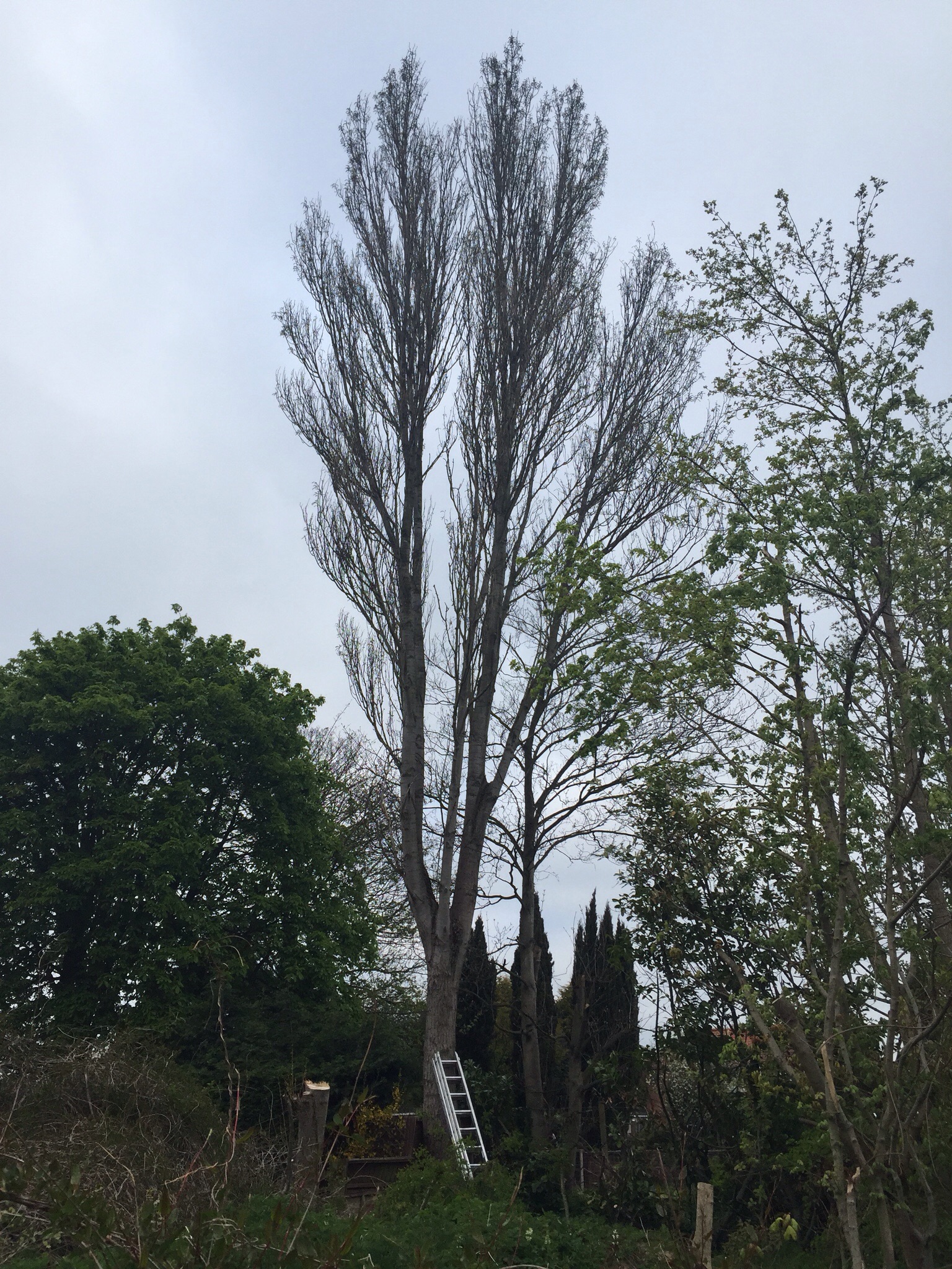 Tree surgery Norwich. Image Tree surgery Norwich. Image